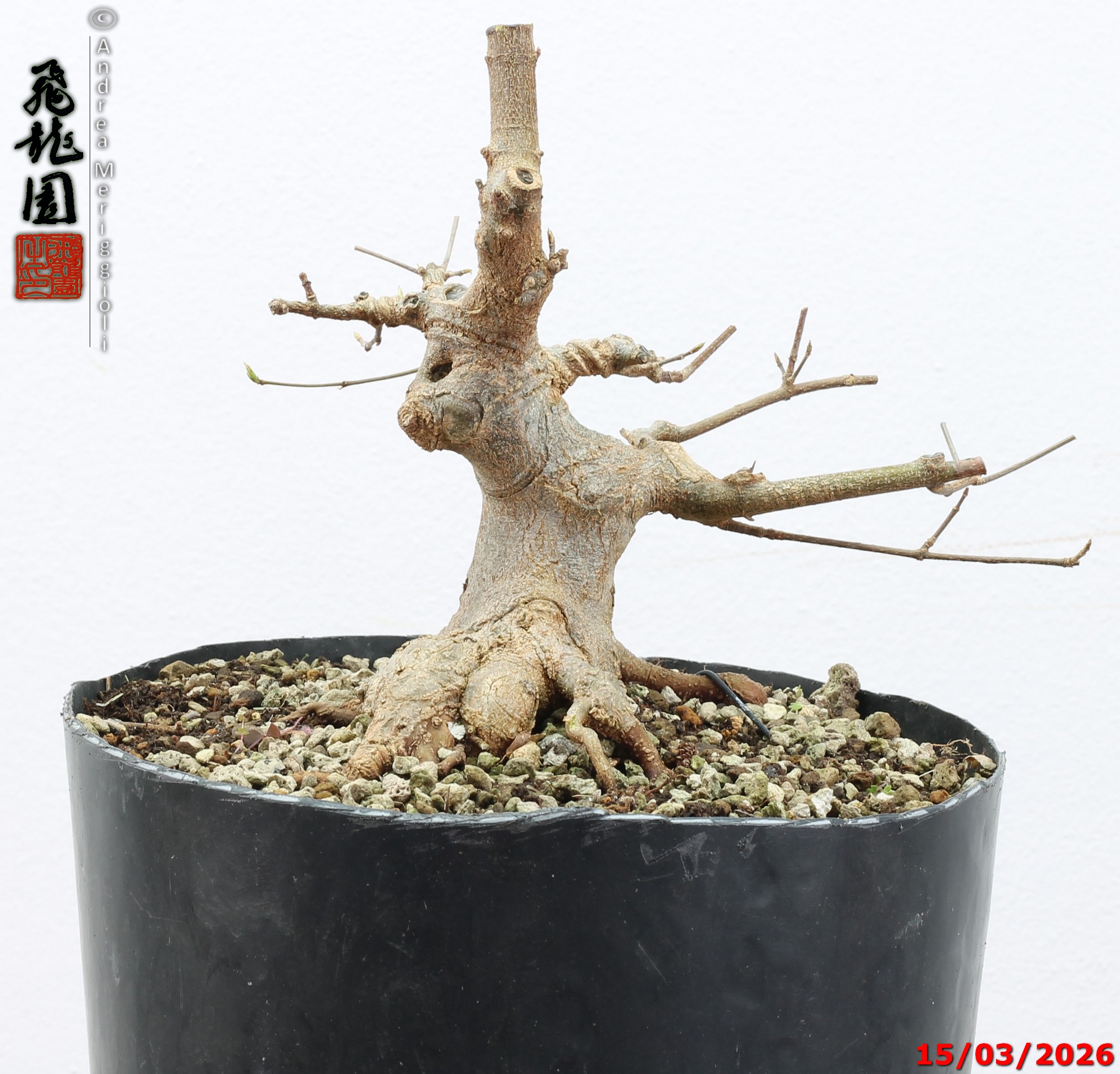 Acer buergerianum shohin