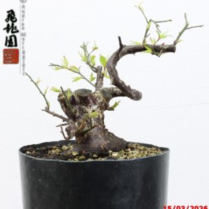 Prunus mume shohin