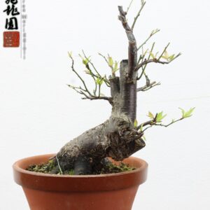 Prunus mume shohin