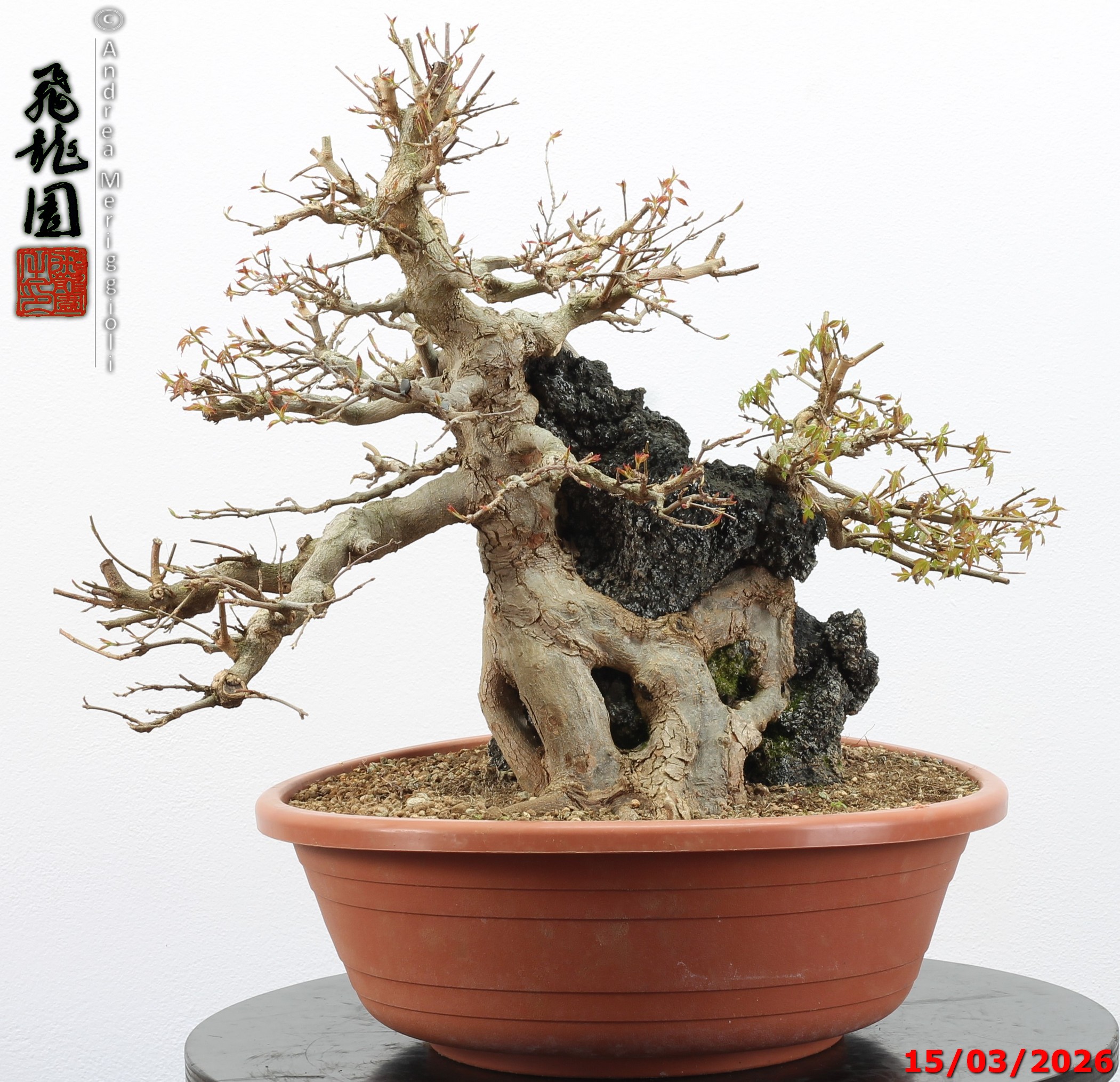Acer buergerianum ishizuki - immagine 13