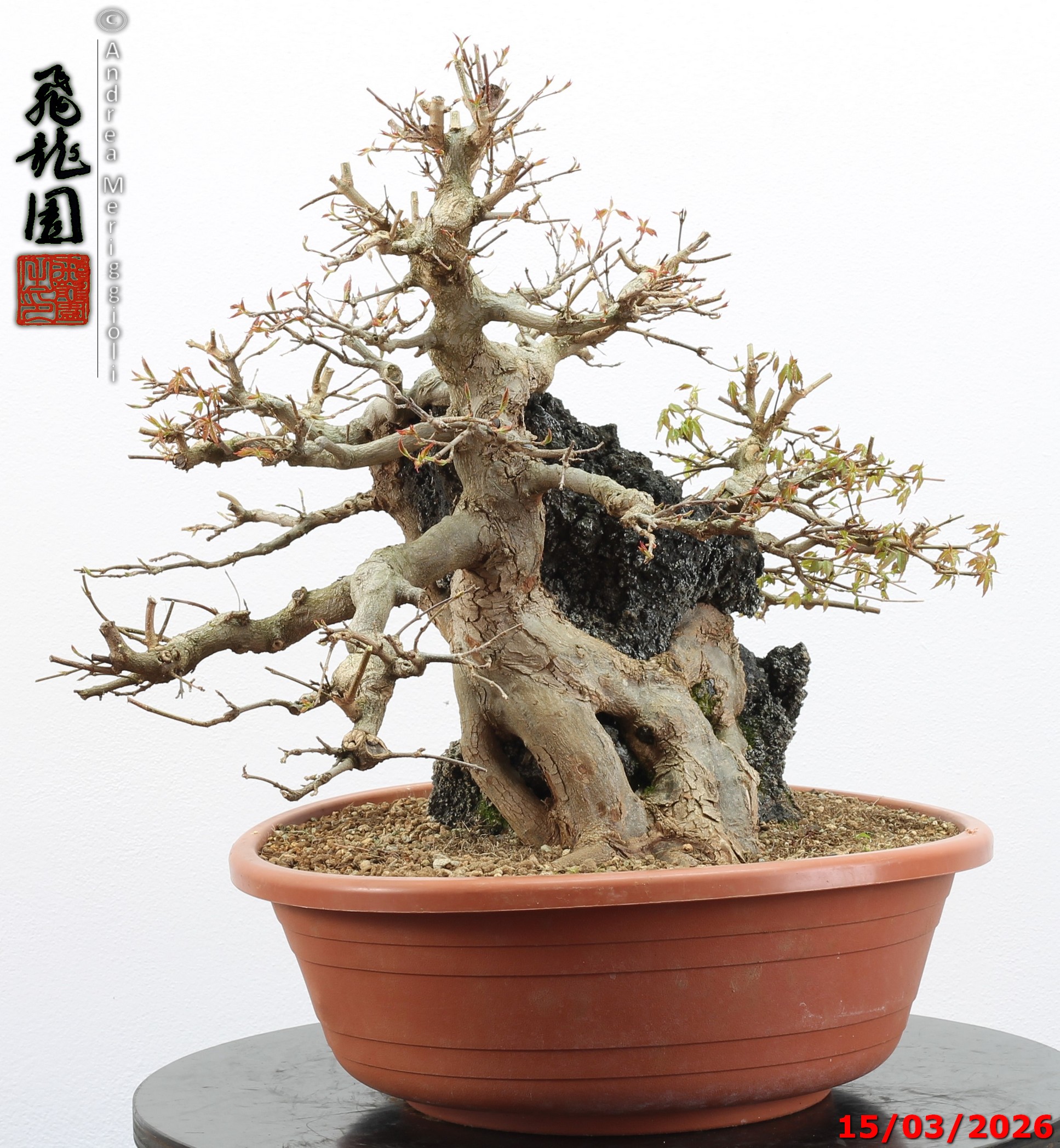 Acer buergerianum ishizuki - immagine 12