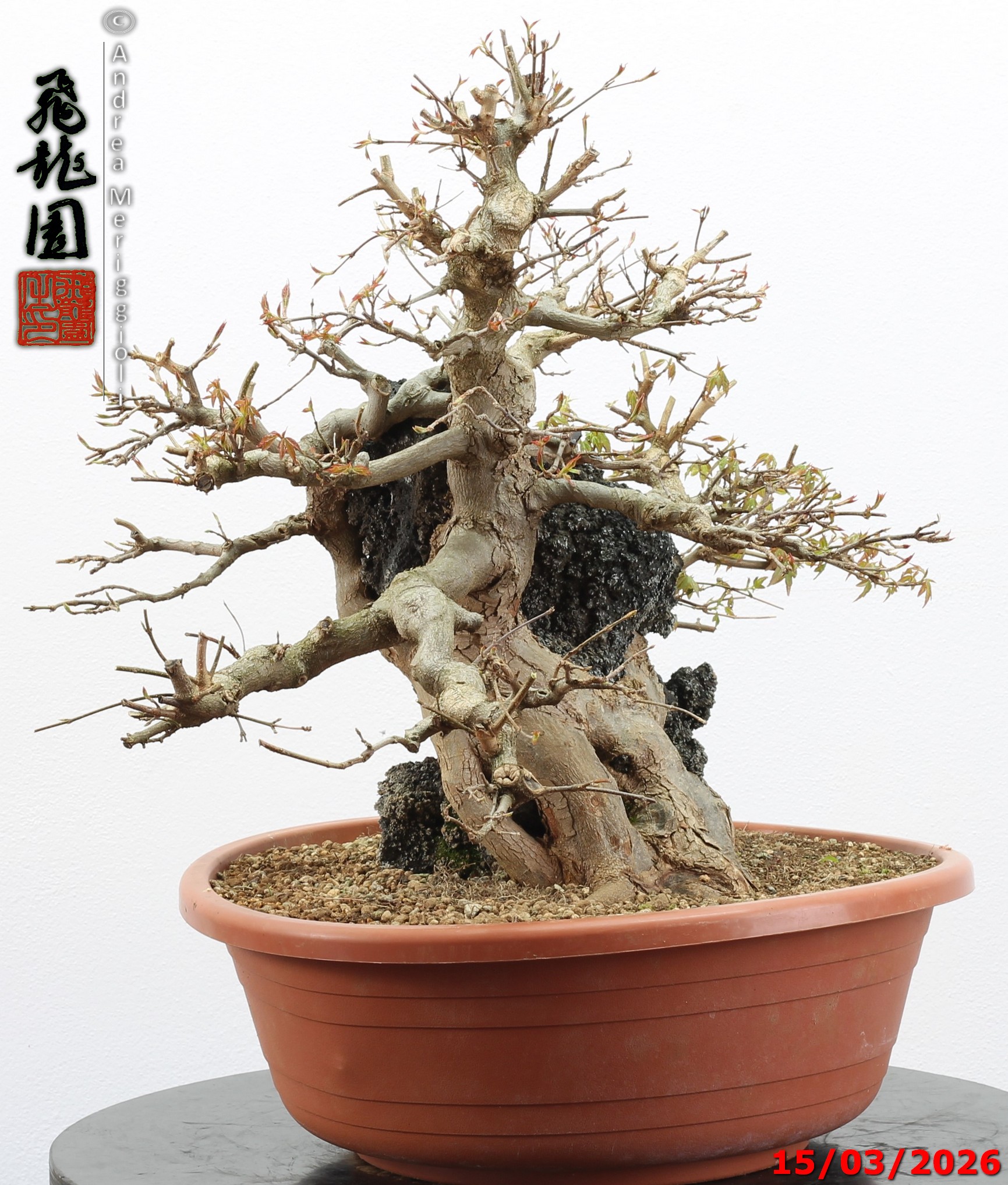 Acer buergerianum ishizuki - immagine 11