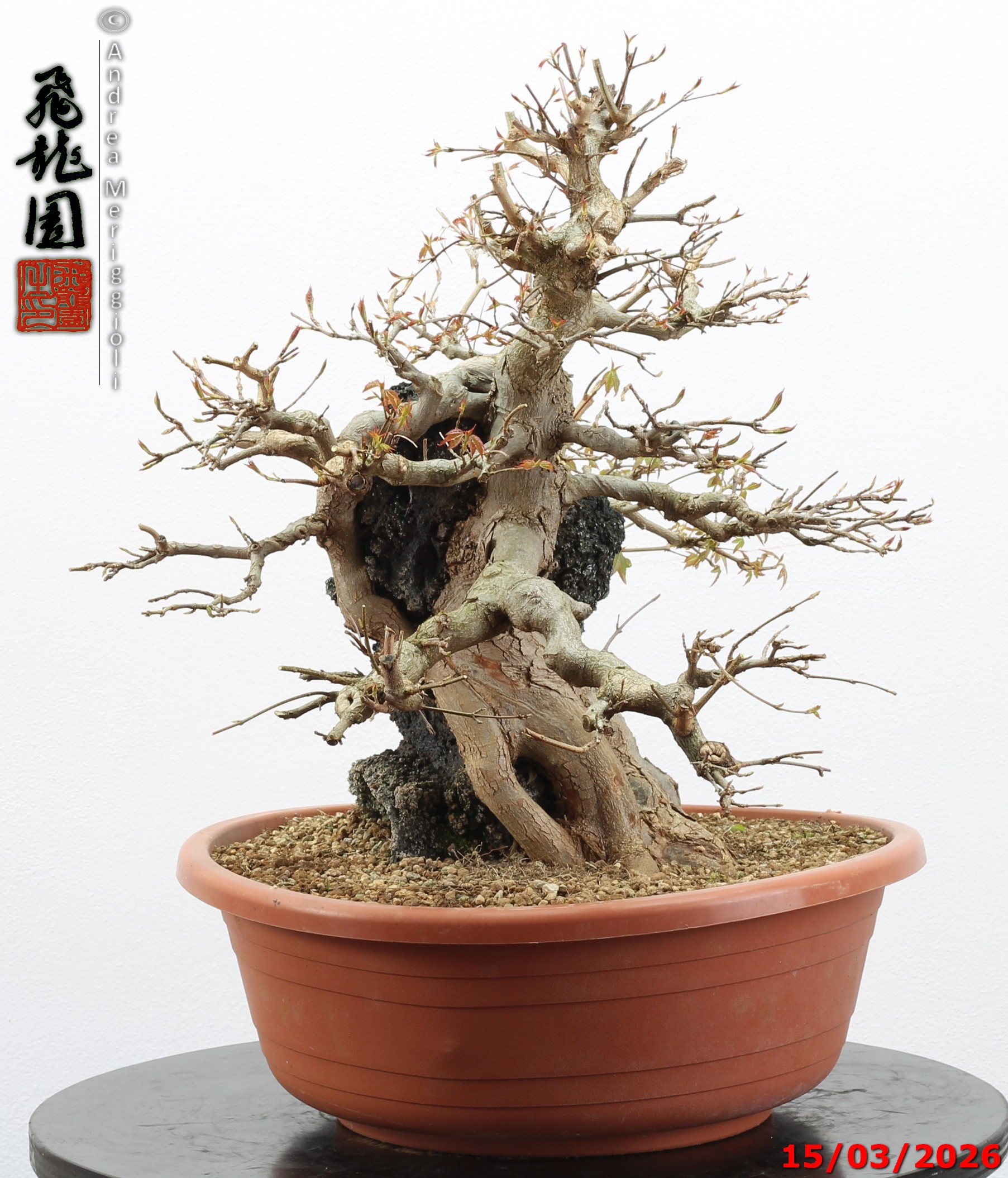 Acer buergerianum ishizuki - immagine 10