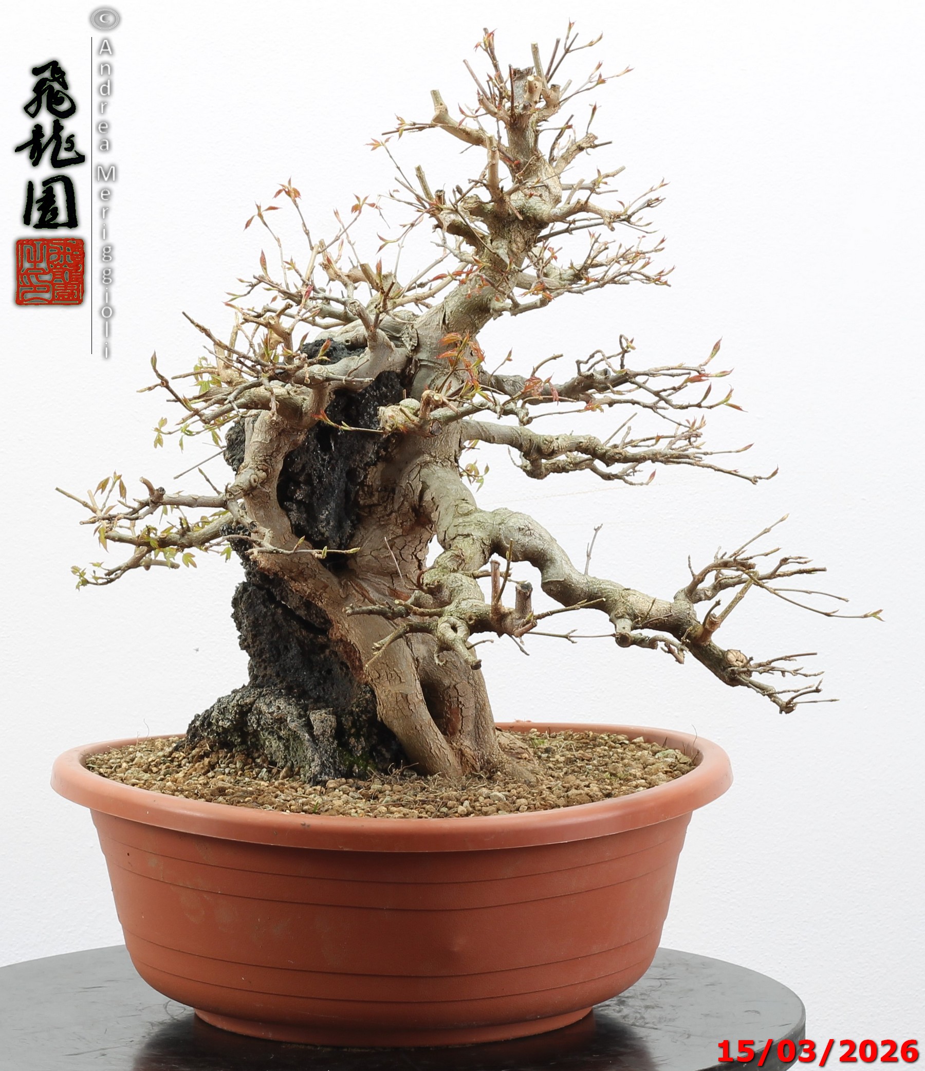 Acer buergerianum ishizuki - immagine 9