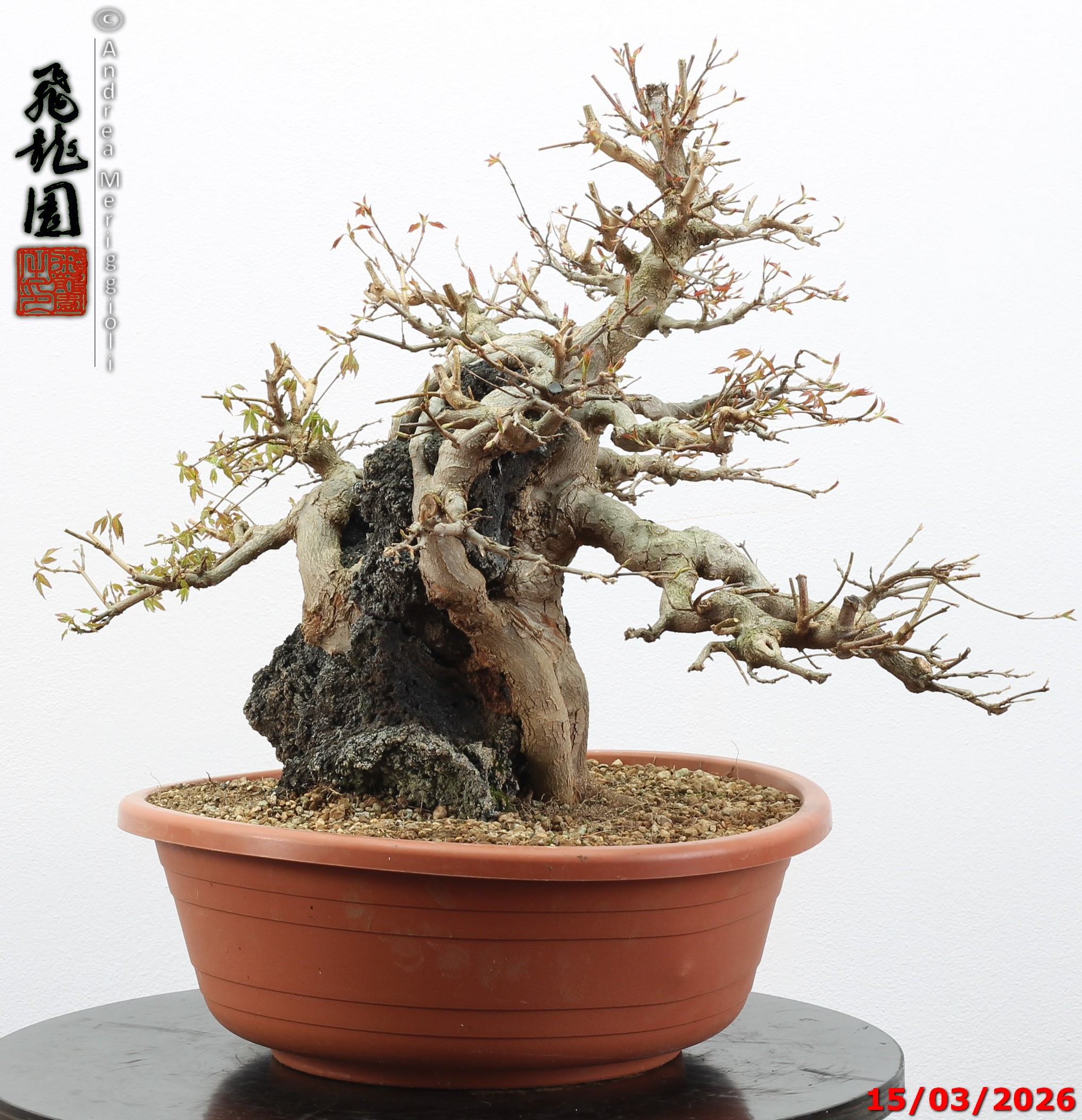Acer buergerianum ishizuki - immagine 8