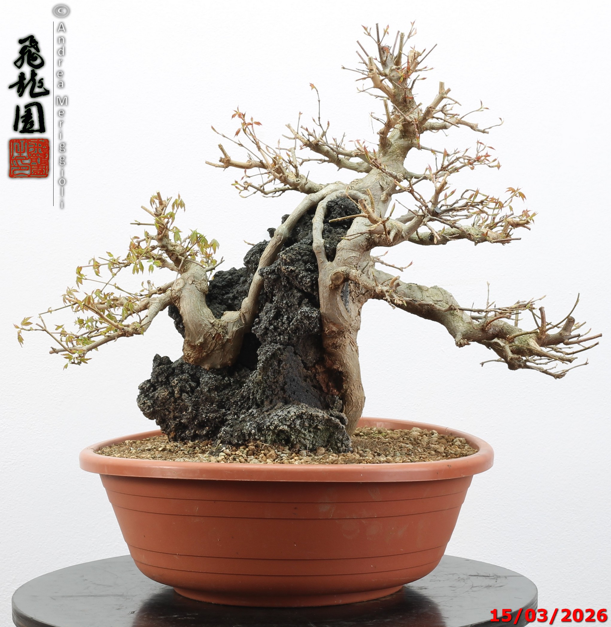 Acer buergerianum ishizuki - immagine 7