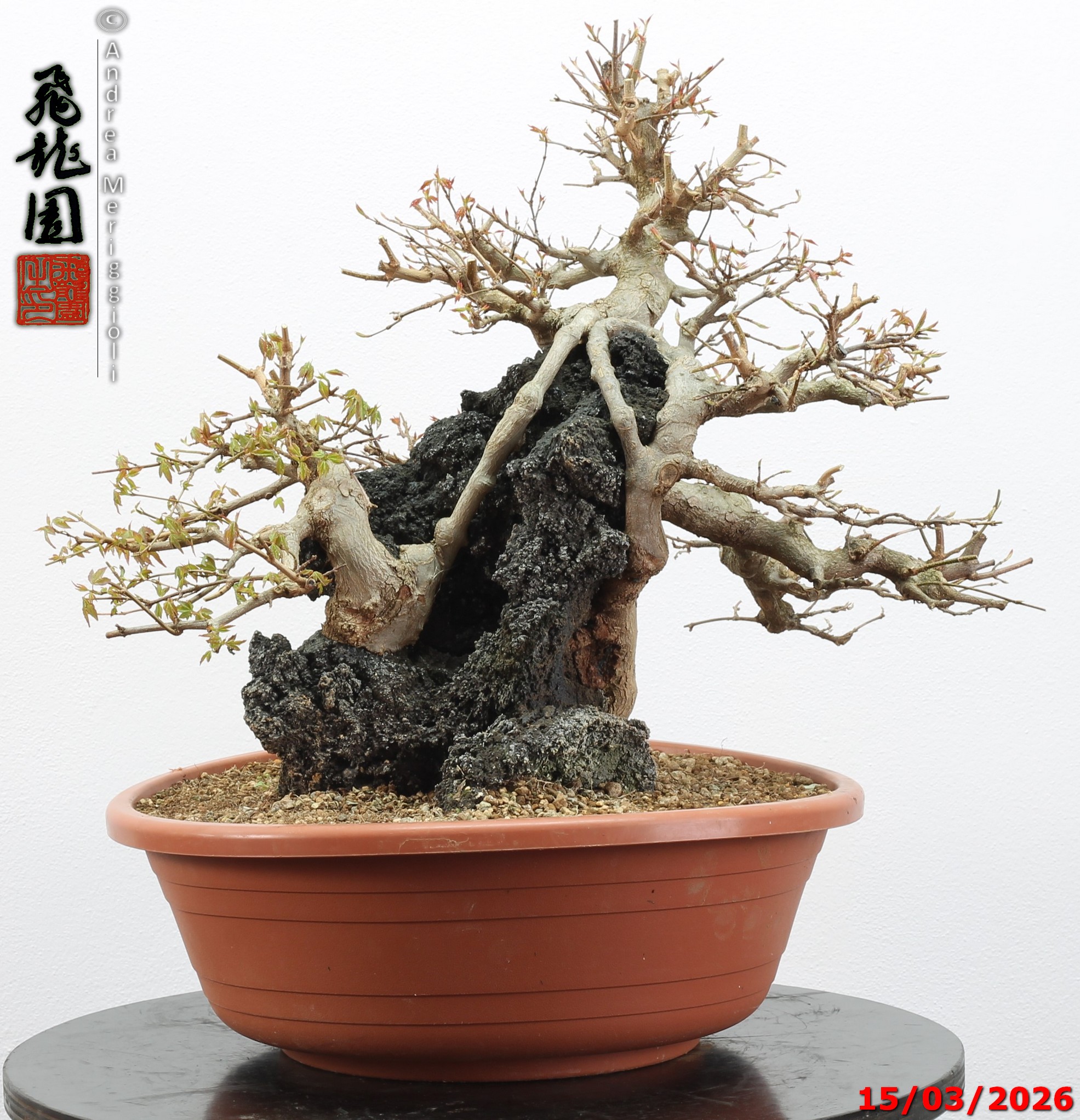 Acer buergerianum ishizuki - immagine 6