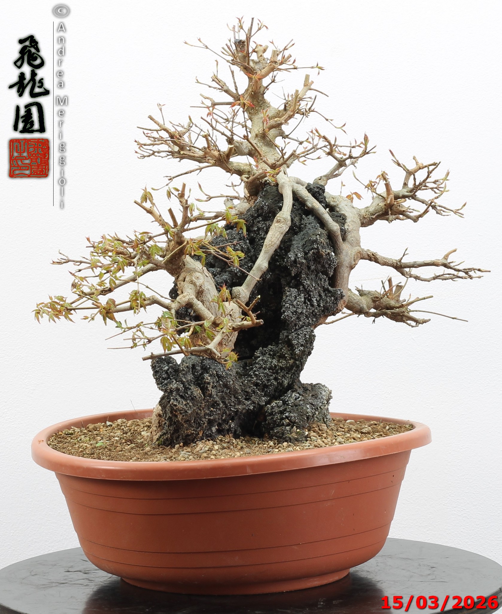 Acer buergerianum ishizuki - immagine 5
