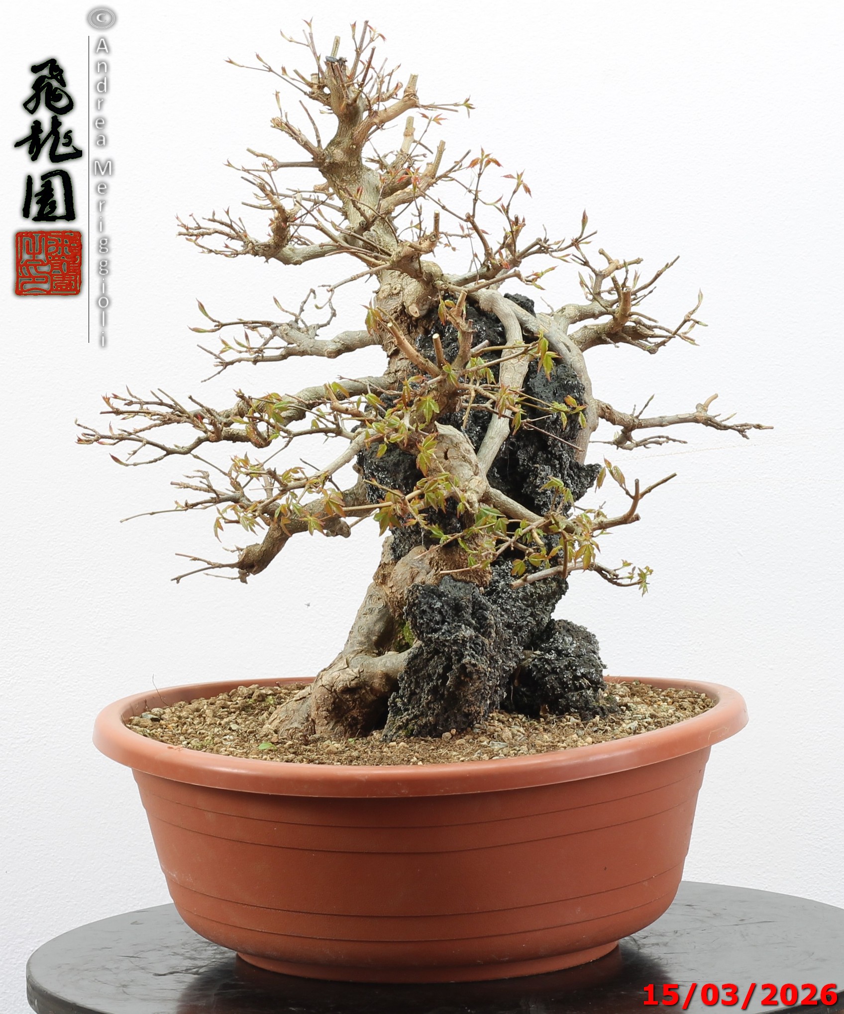 Acer buergerianum ishizuki - immagine 4