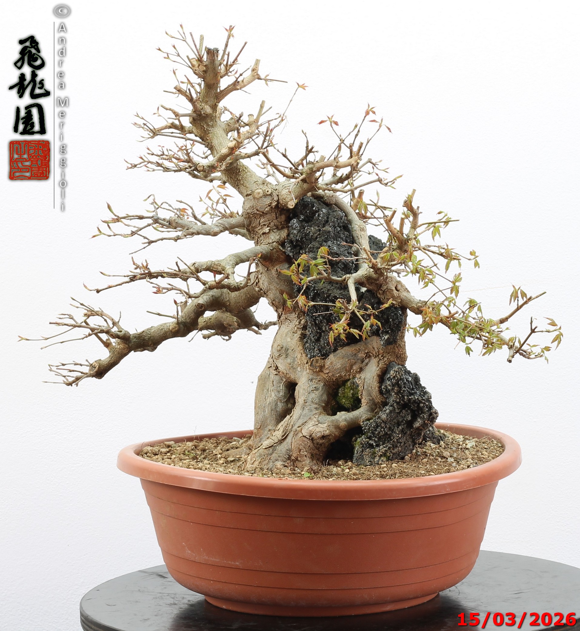 Acer buergerianum ishizuki - immagine 3