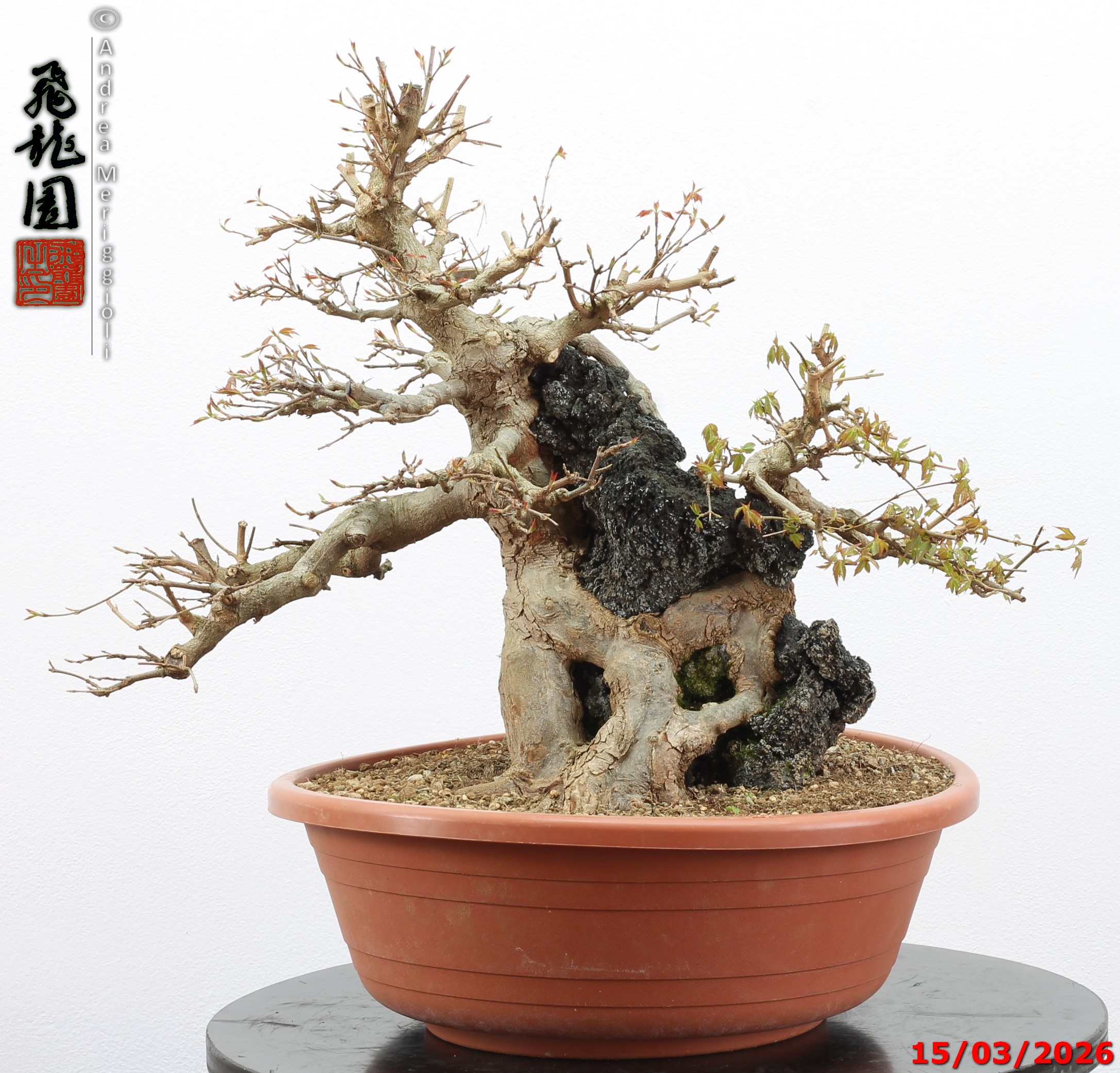 Acer buergerianum ishizuki - immagine 2