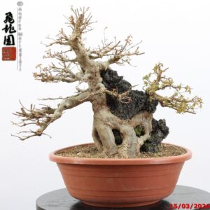 Acer buergerianum ishizuki