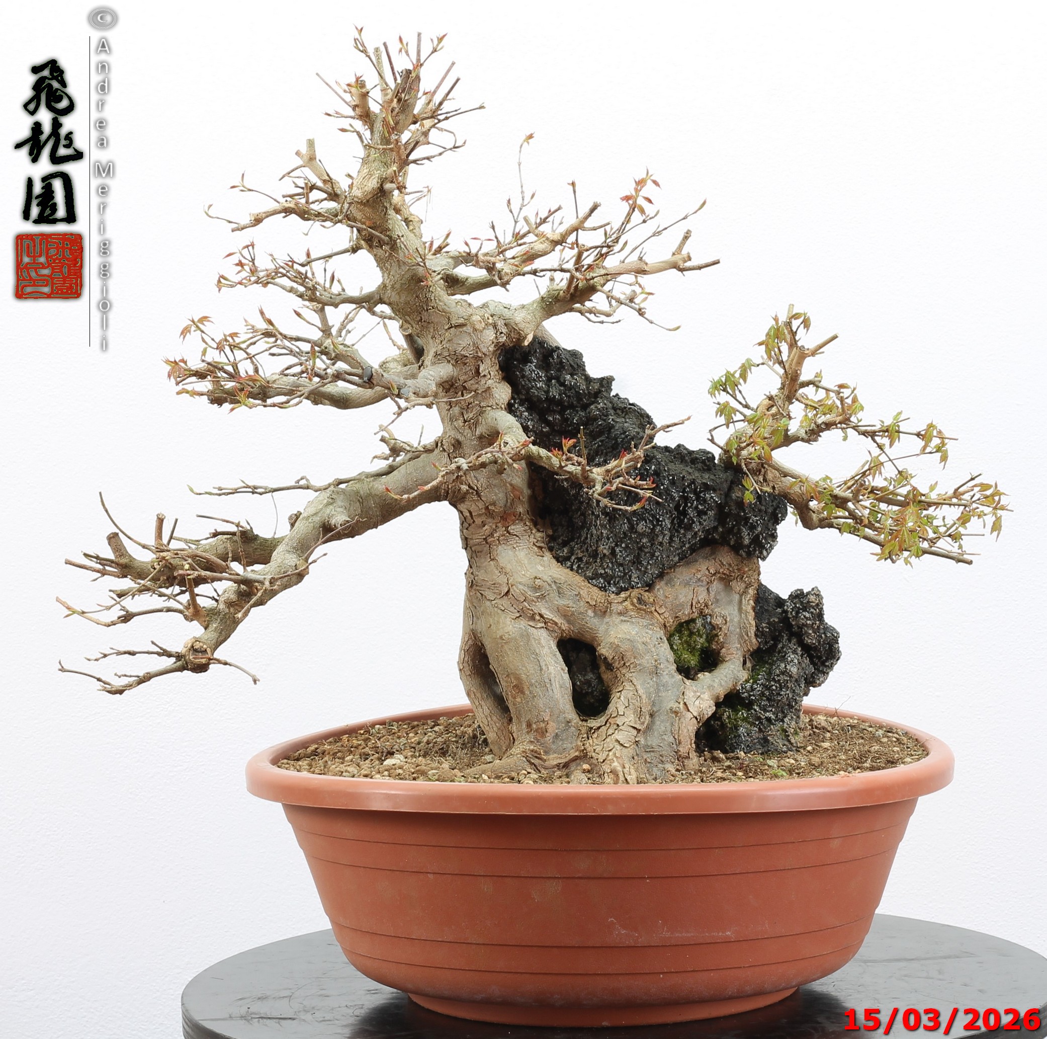 Acer buergerianum ishizuki
