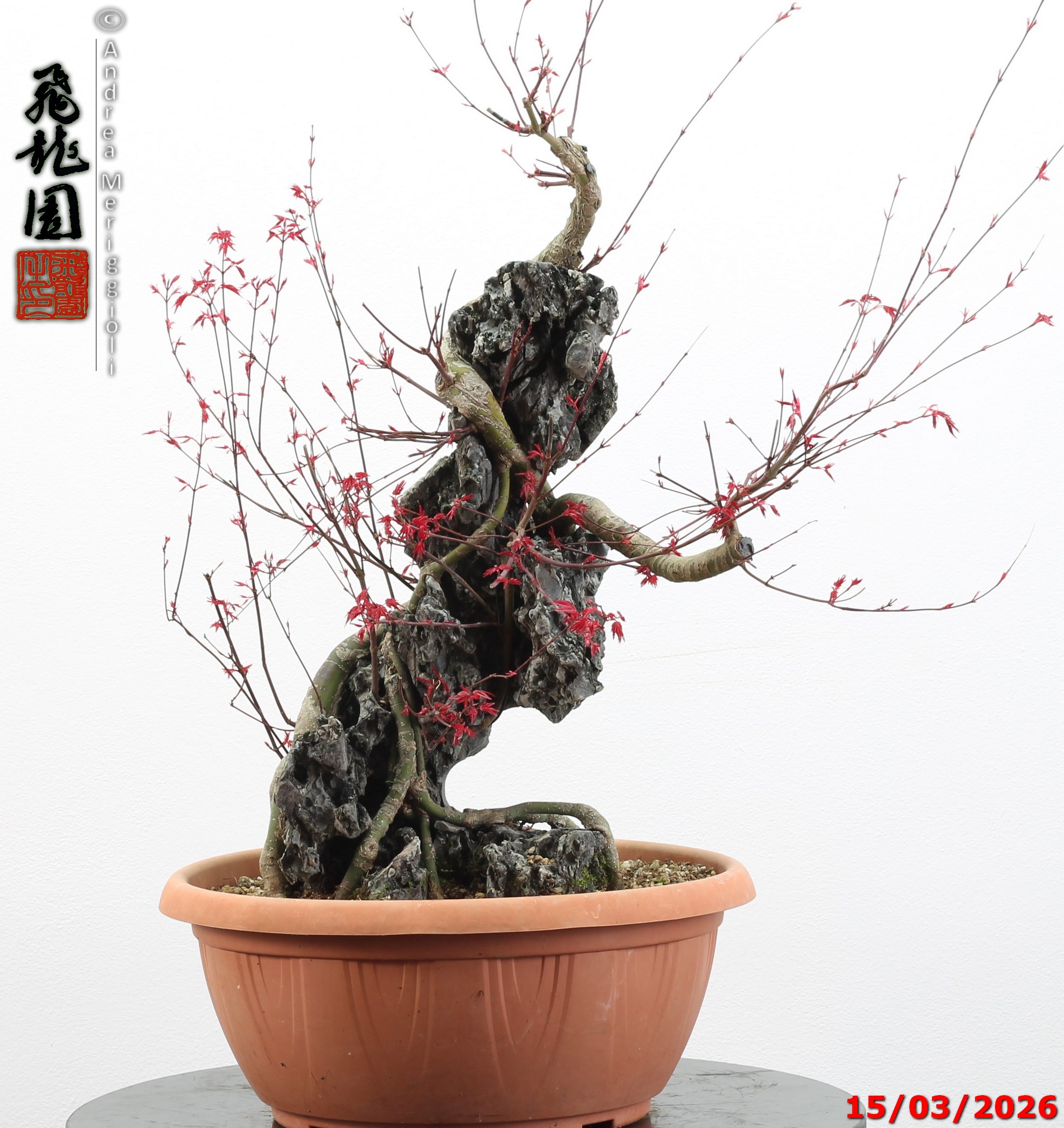 Acer palmatum deshojo ishizuki - immagine 15
