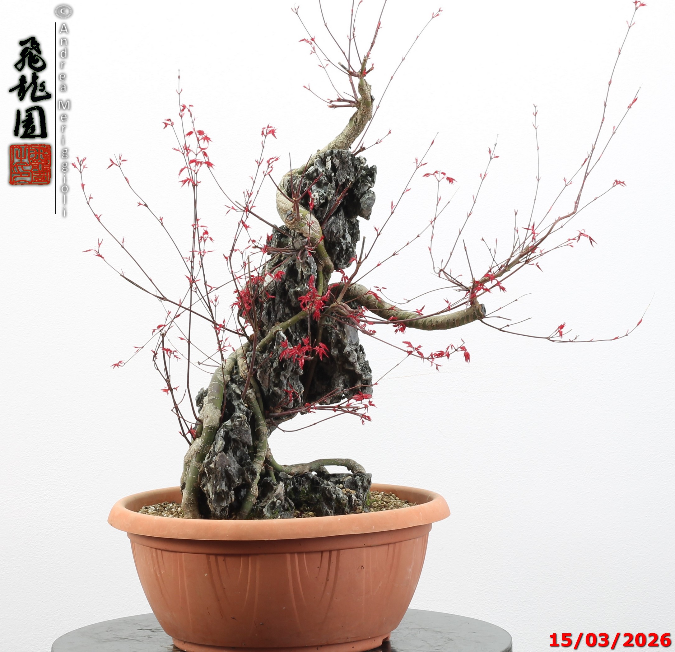 Acer palmatum deshojo ishizuki - immagine 14