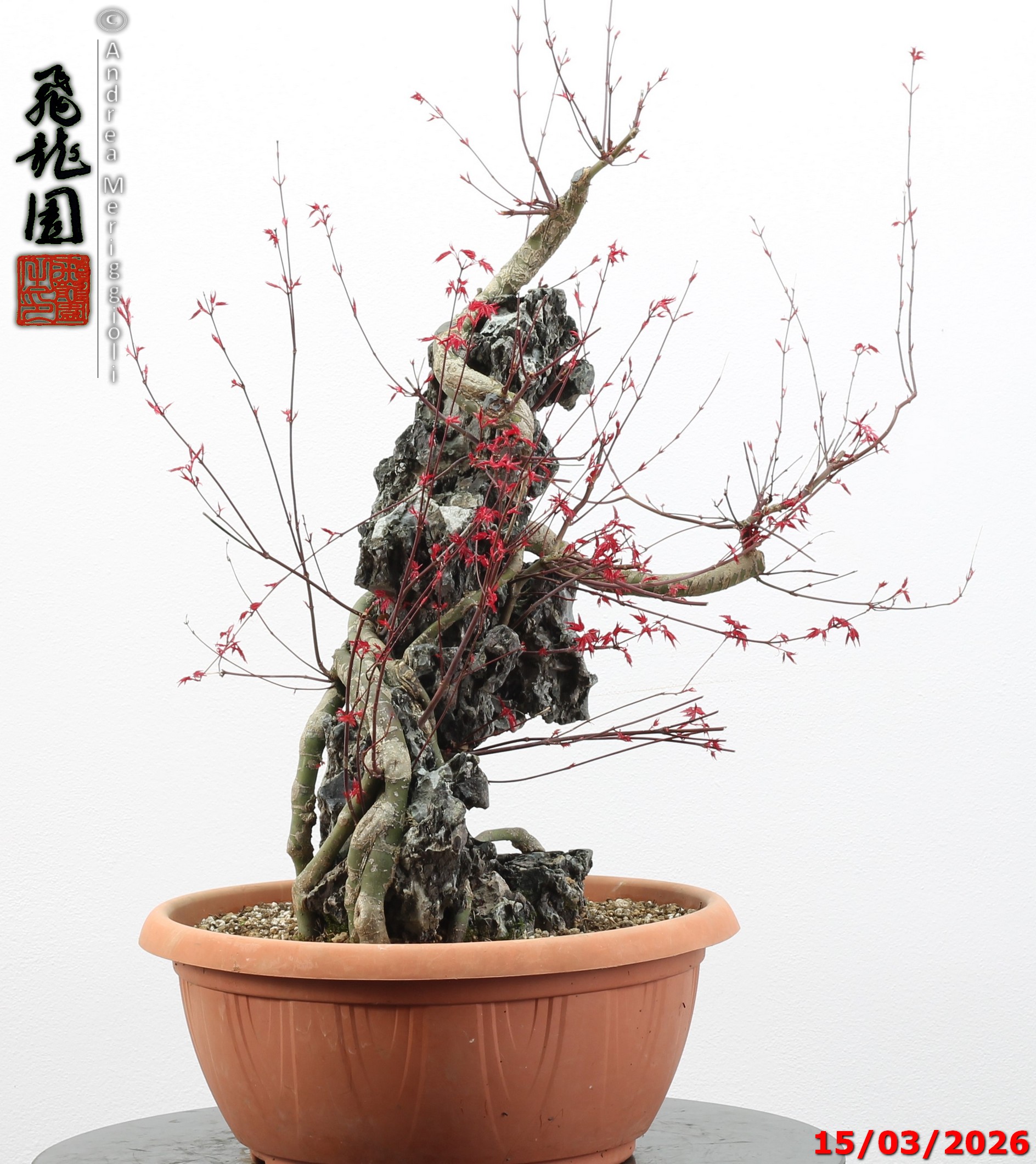 Acer palmatum deshojo ishizuki - immagine 13