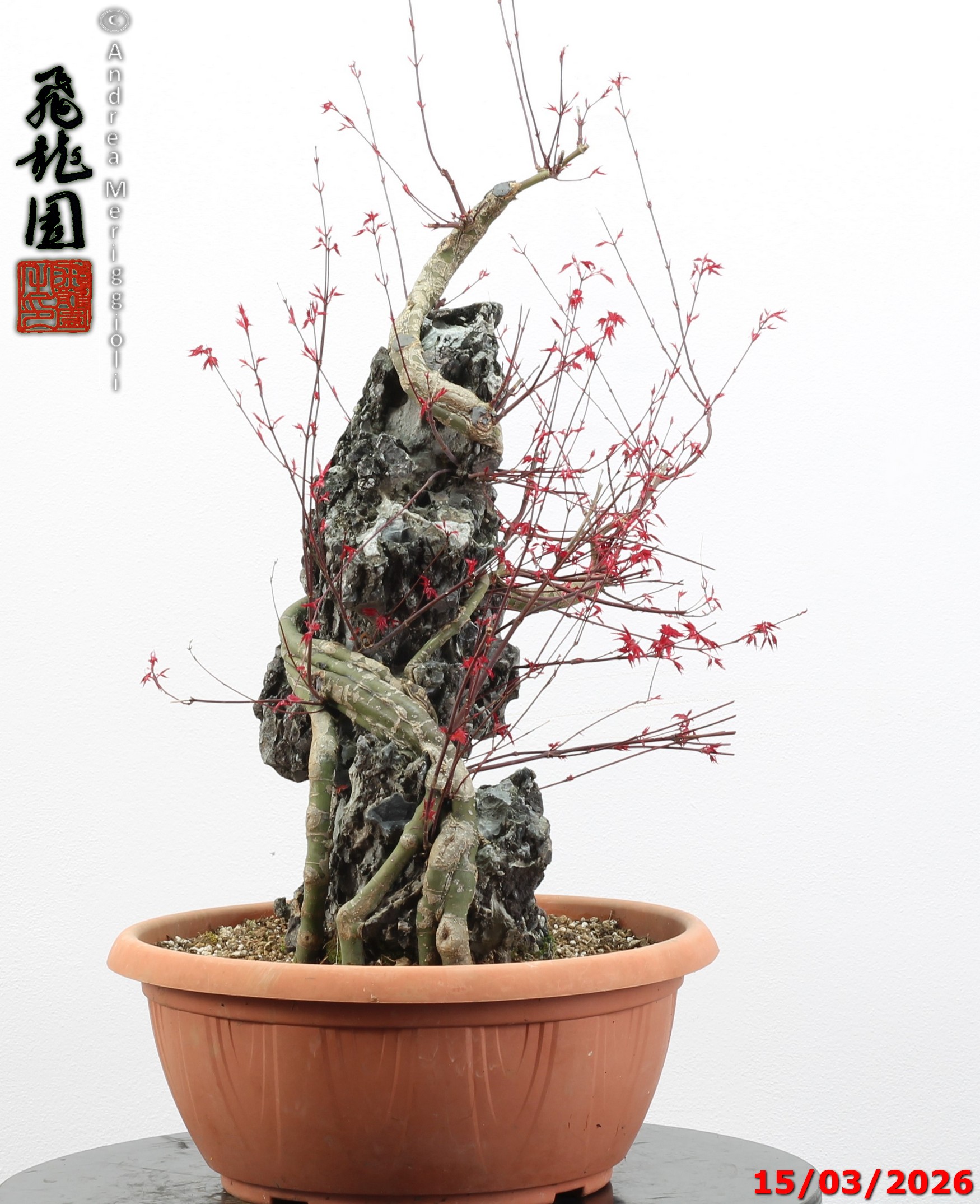 Acer palmatum deshojo ishizuki - immagine 12