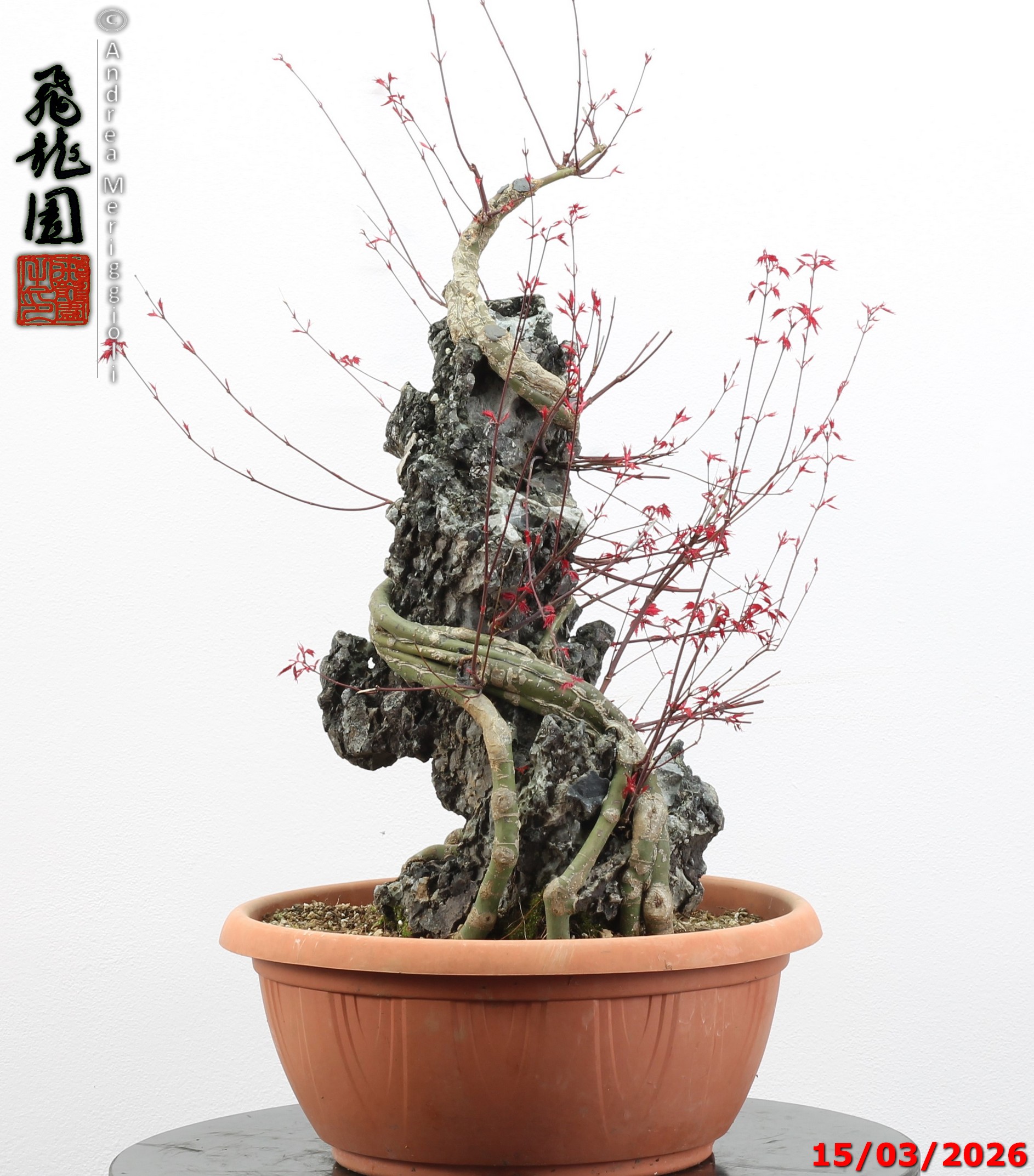 Acer palmatum deshojo ishizuki - immagine 11