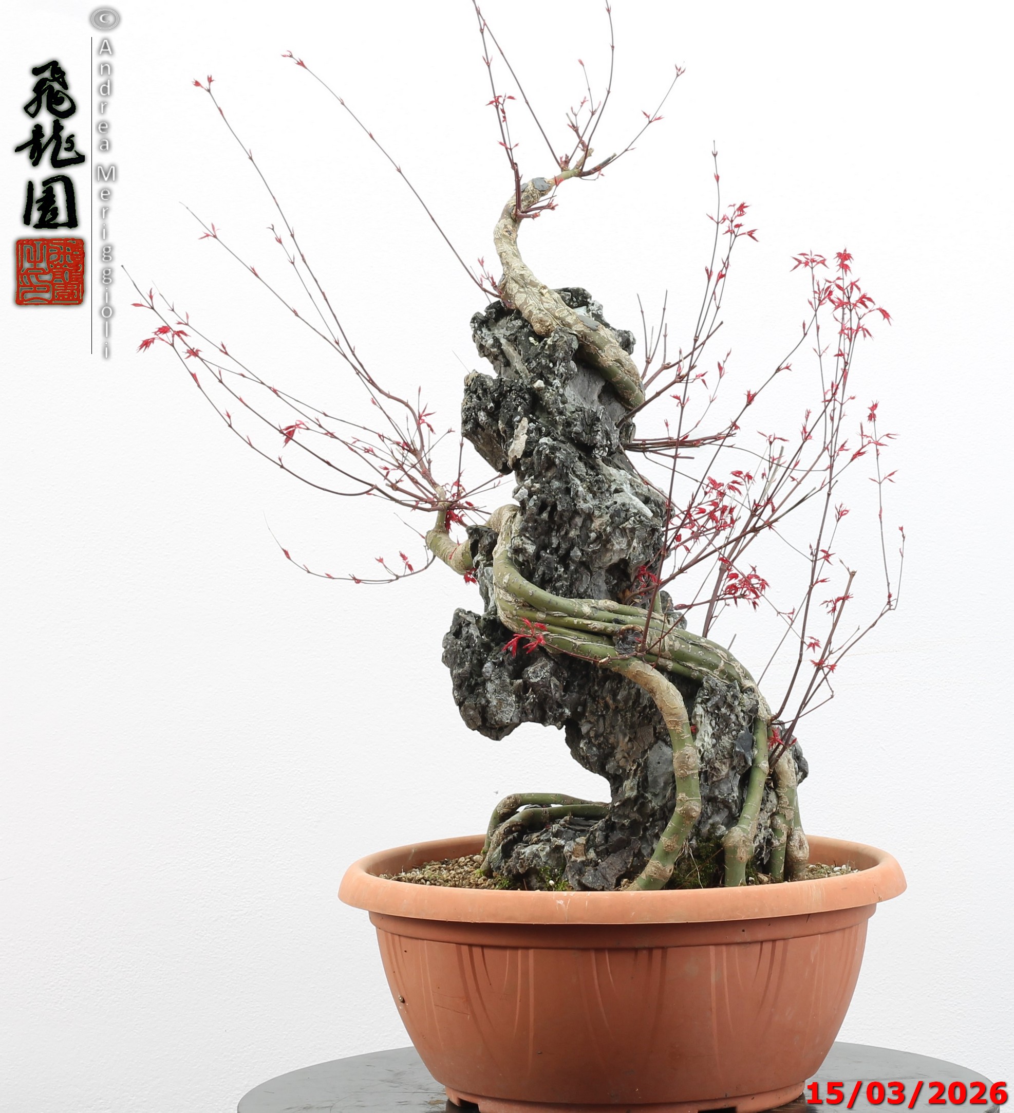 Acer palmatum deshojo ishizuki - immagine 10