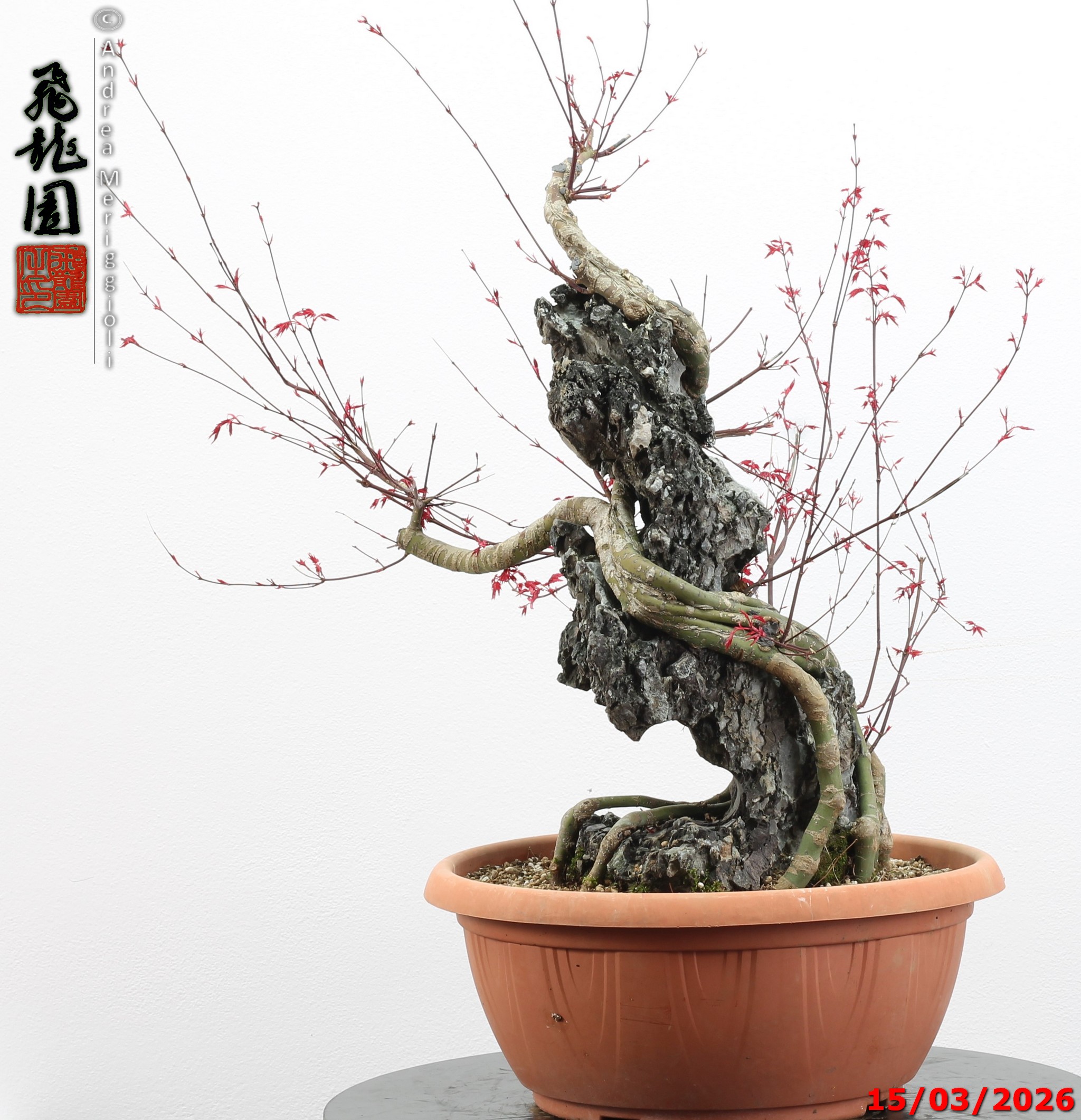 Acer palmatum deshojo ishizuki - immagine 9