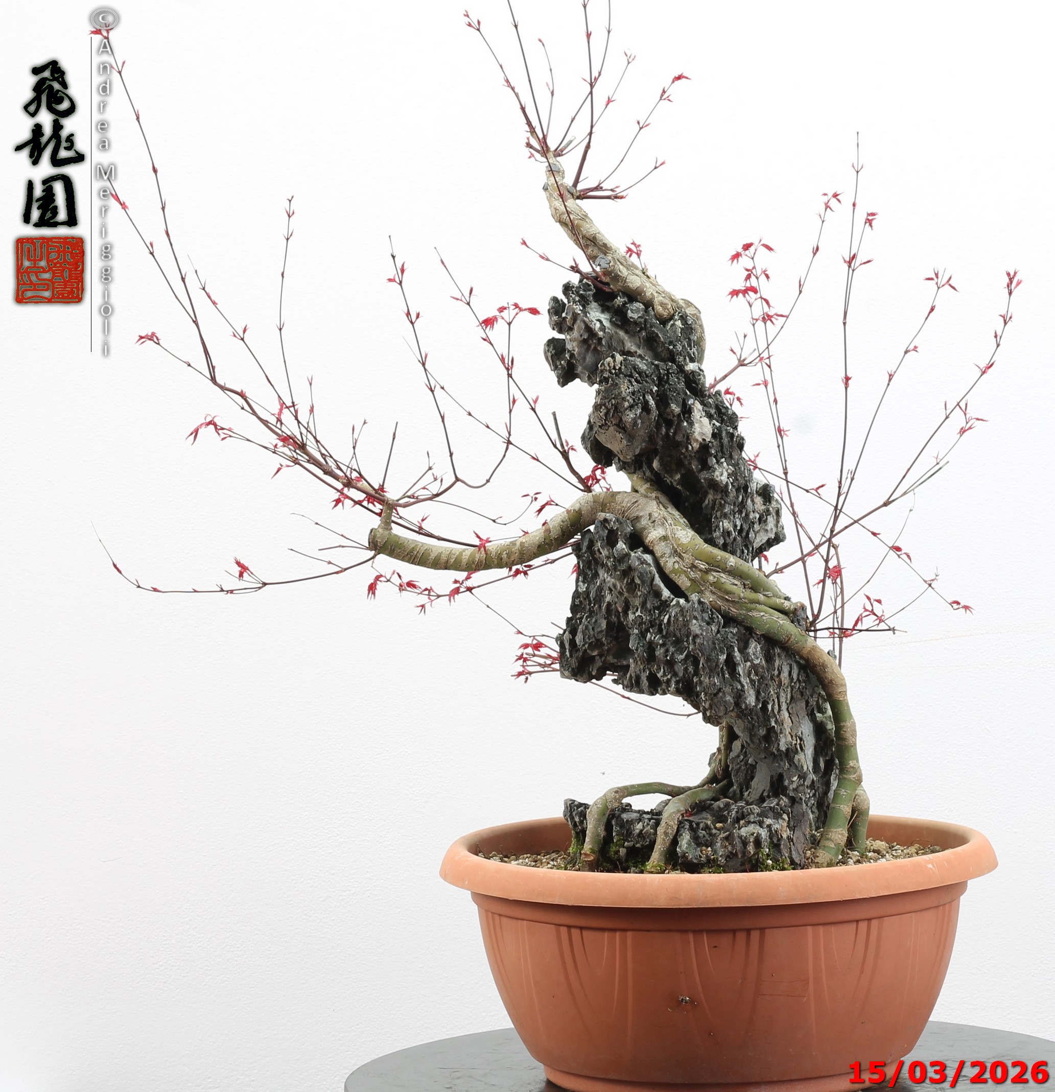 Acer palmatum deshojo ishizuki - immagine 8