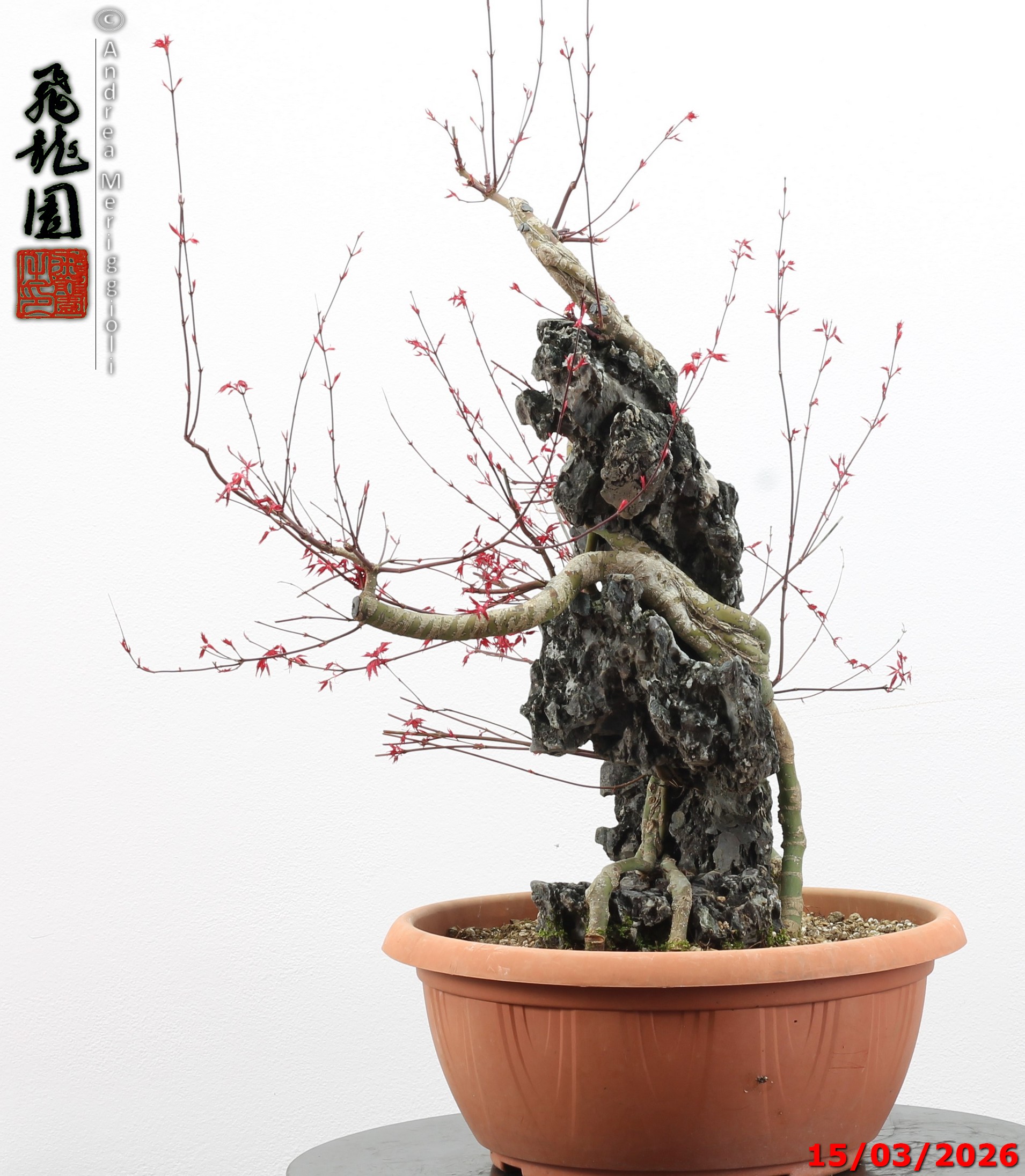 Acer palmatum deshojo ishizuki - immagine 7