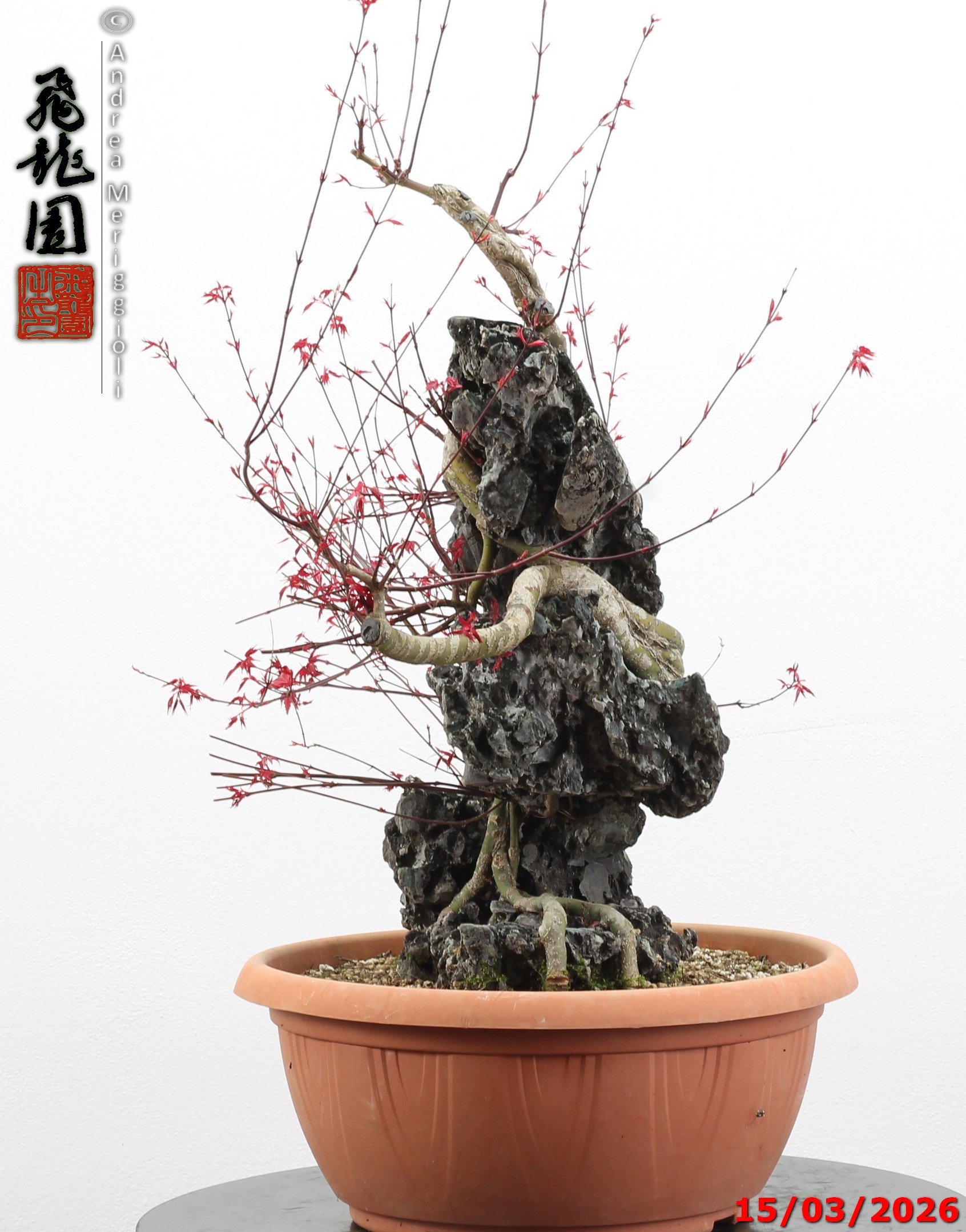 Acer palmatum deshojo ishizuki - immagine 6