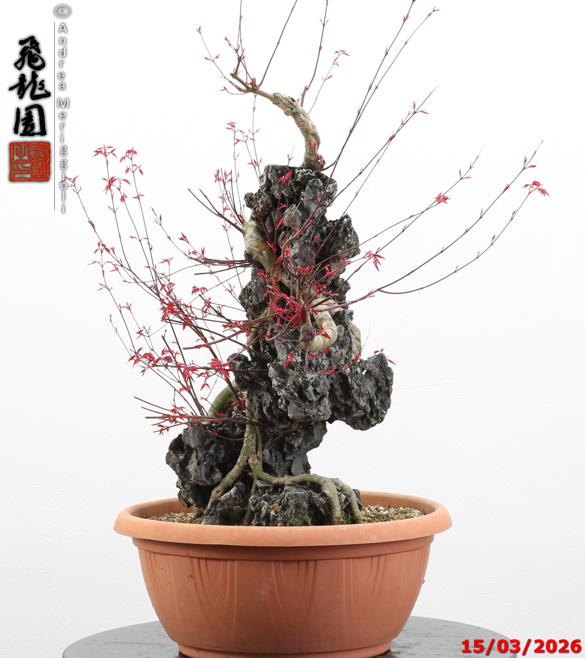 Acer palmatum deshojo ishizuki - immagine 5