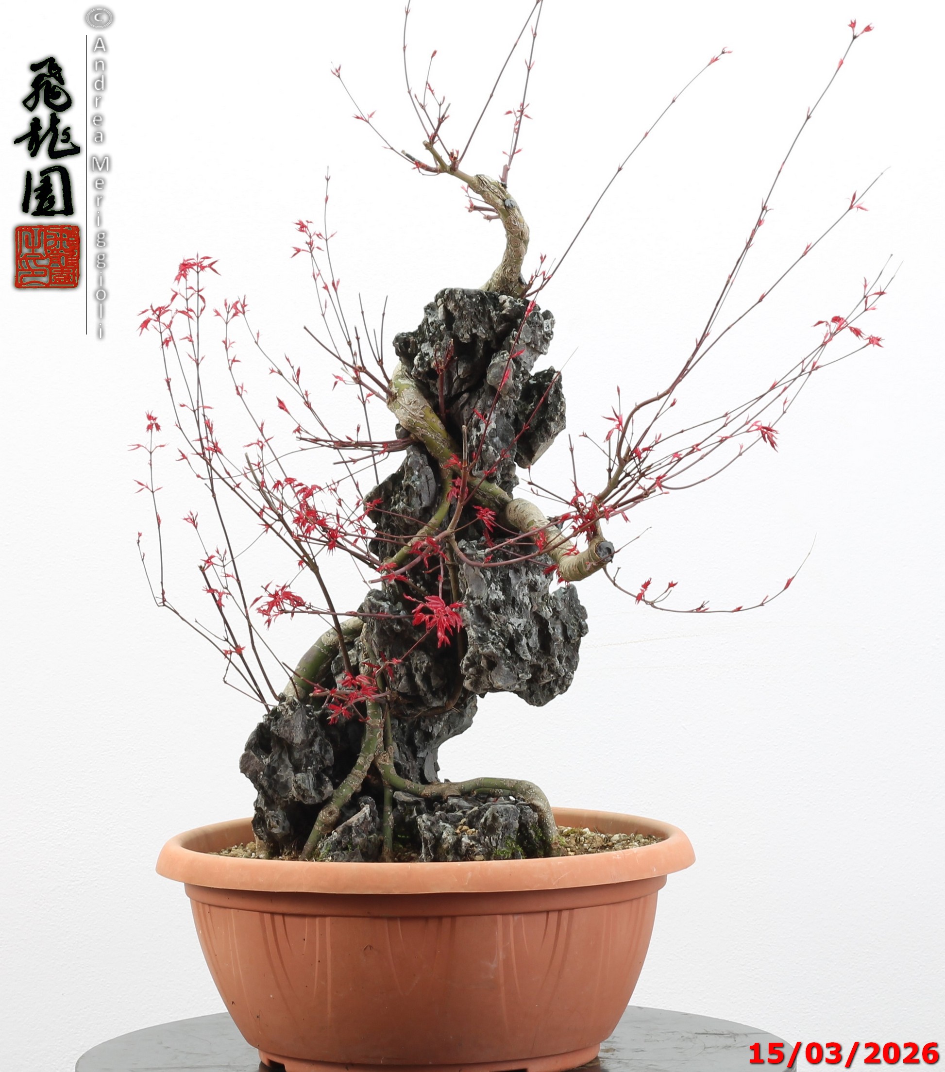 Acer palmatum deshojo ishizuki - immagine 4