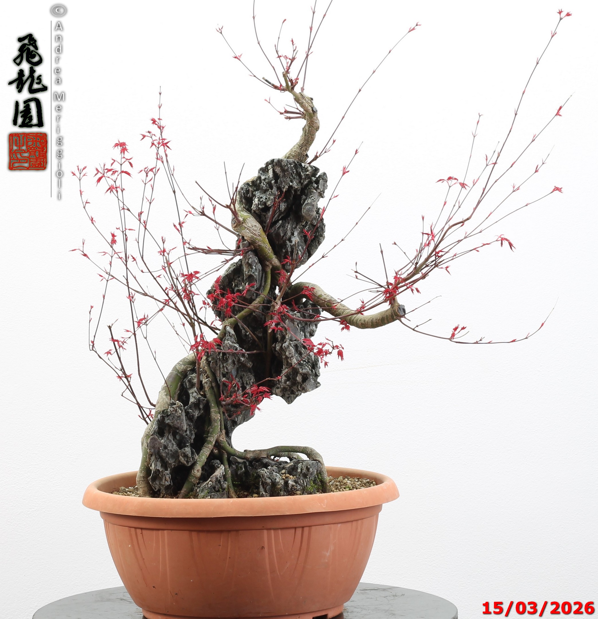 Acer palmatum deshojo ishizuki - immagine 3