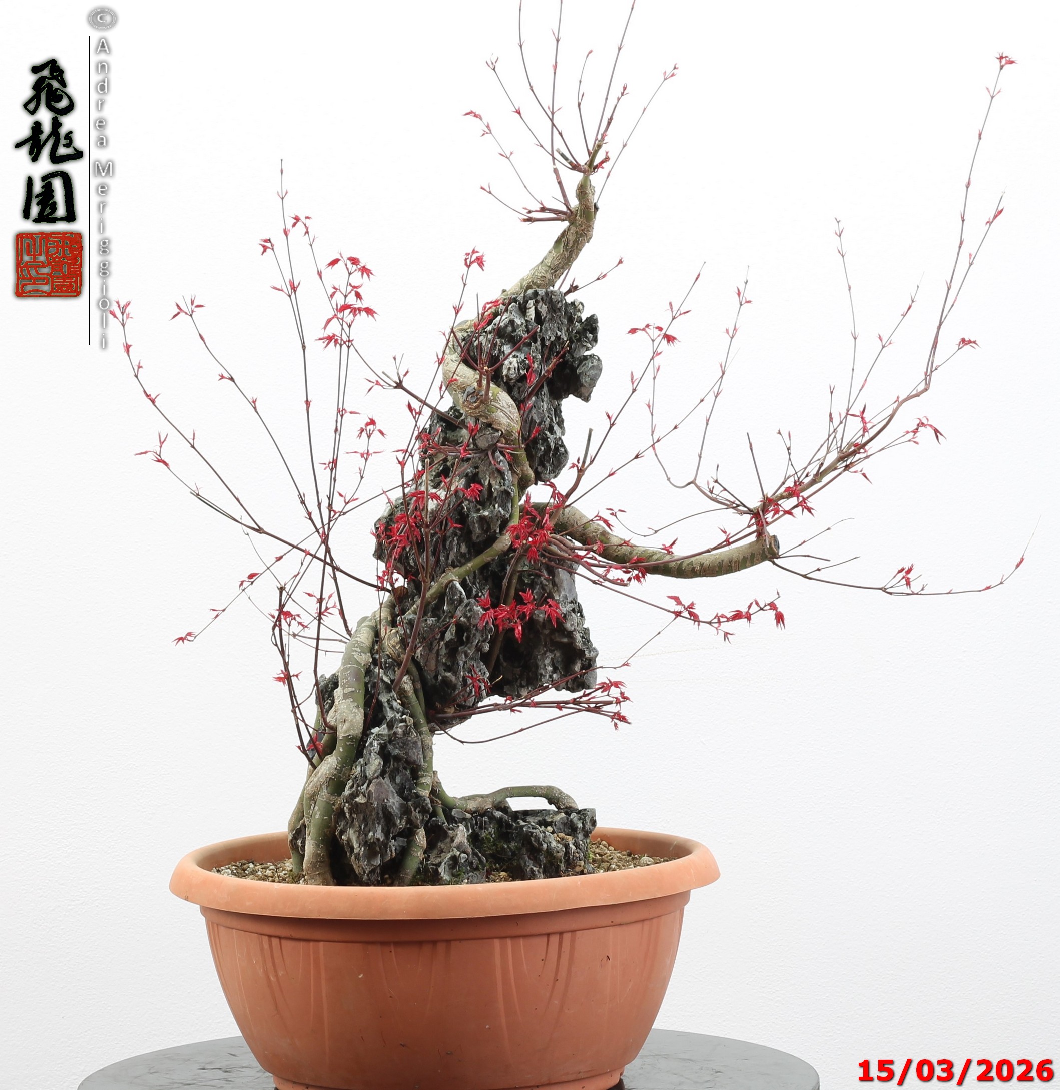 Acer palmatum deshojo ishizuki - immagine 2