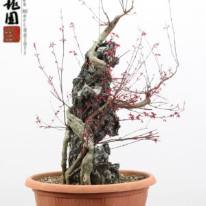 Acer palmatum deshojo ishizuki
