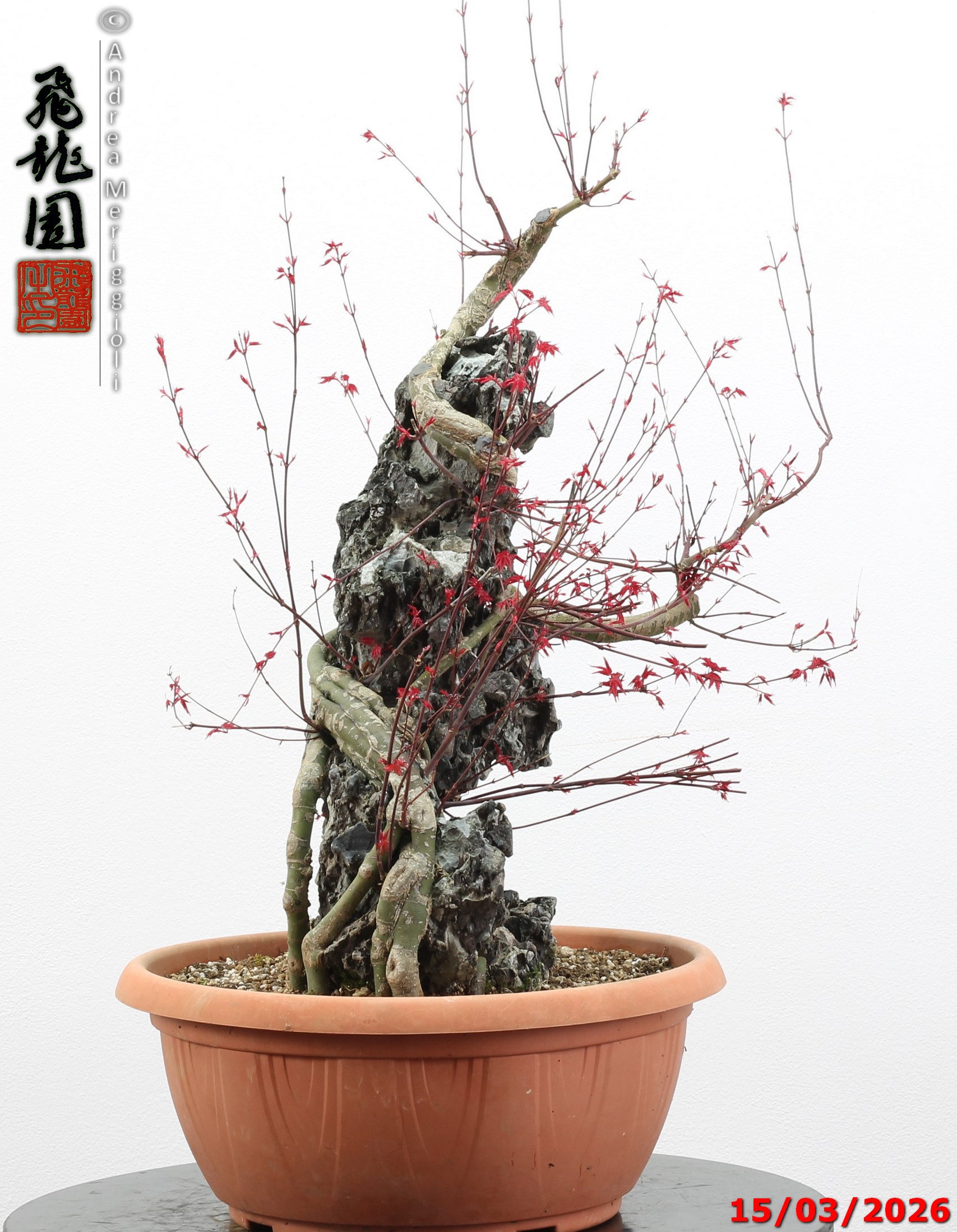 Acer palmatum deshojo ishizuki