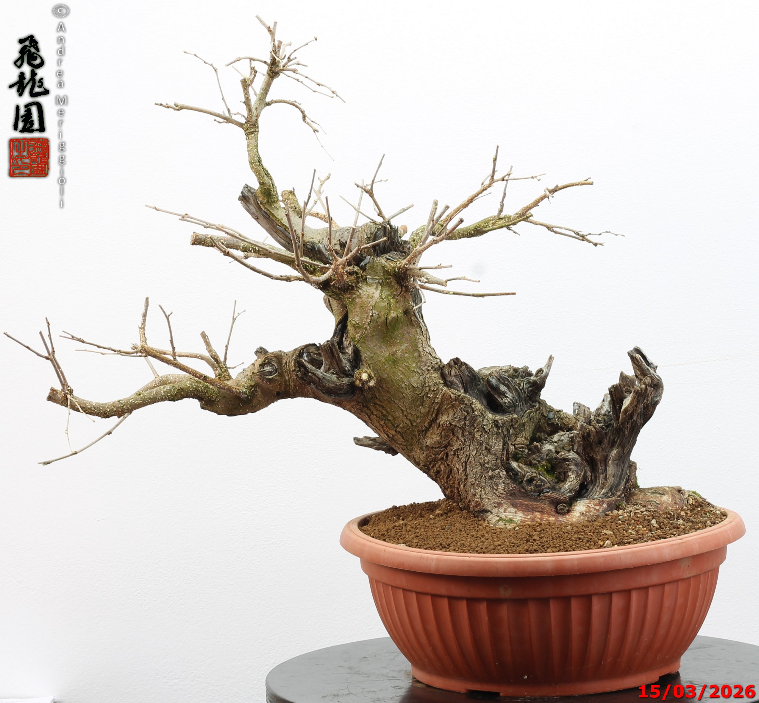 Morus nigra - Image 16