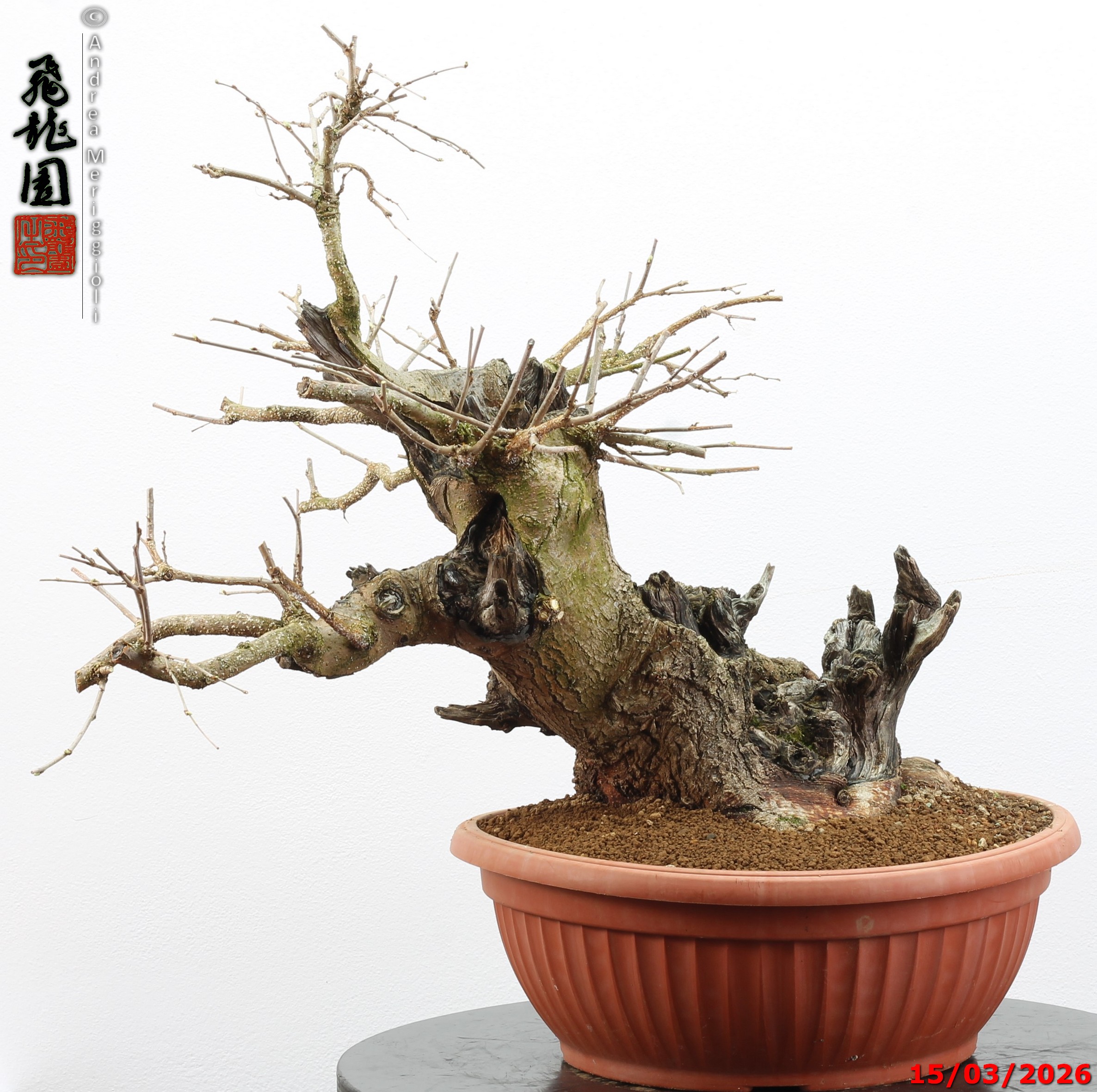 Morus nigra - Image 15