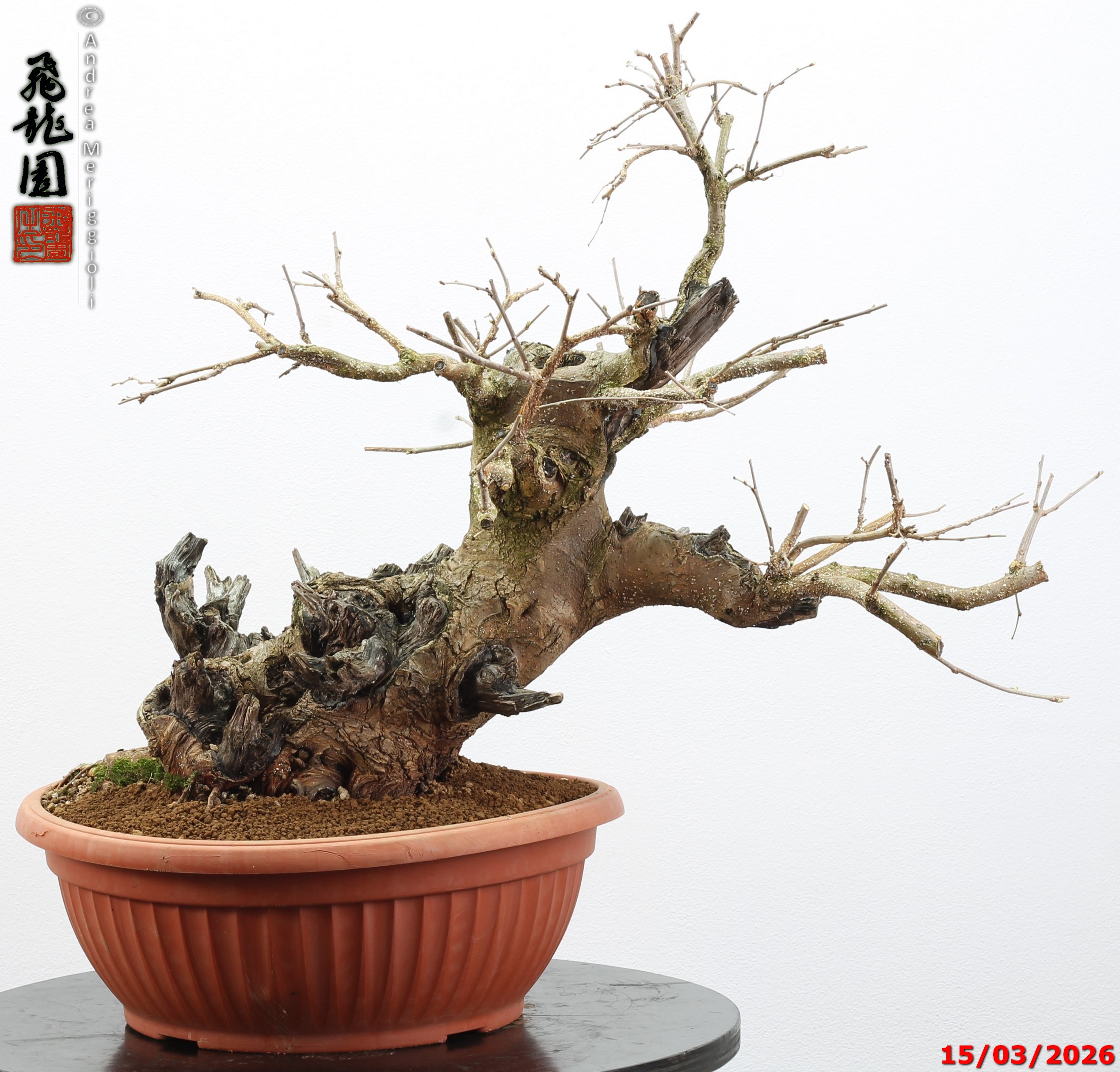 Morus nigra - Image 10