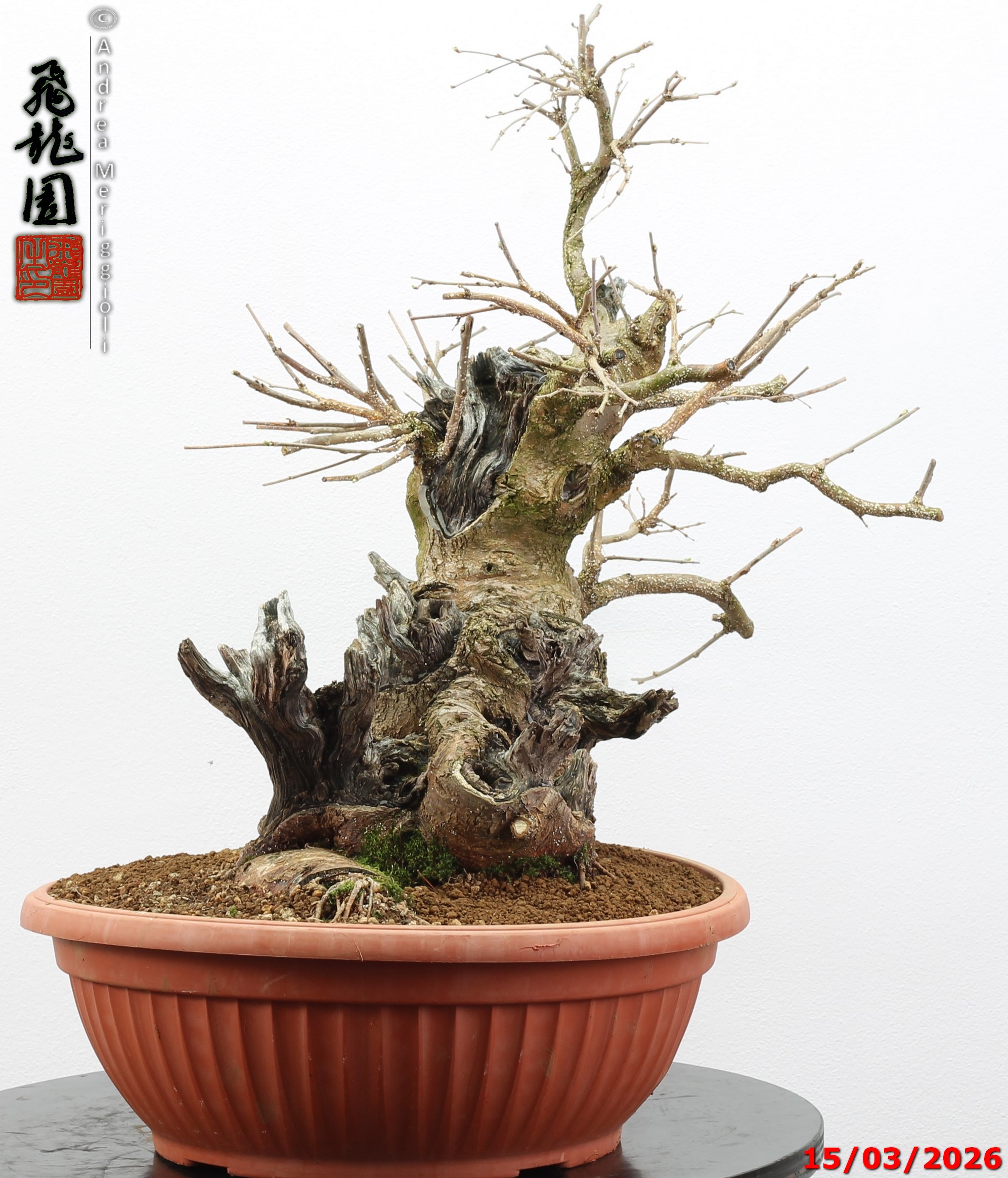 Morus nigra - Image 7