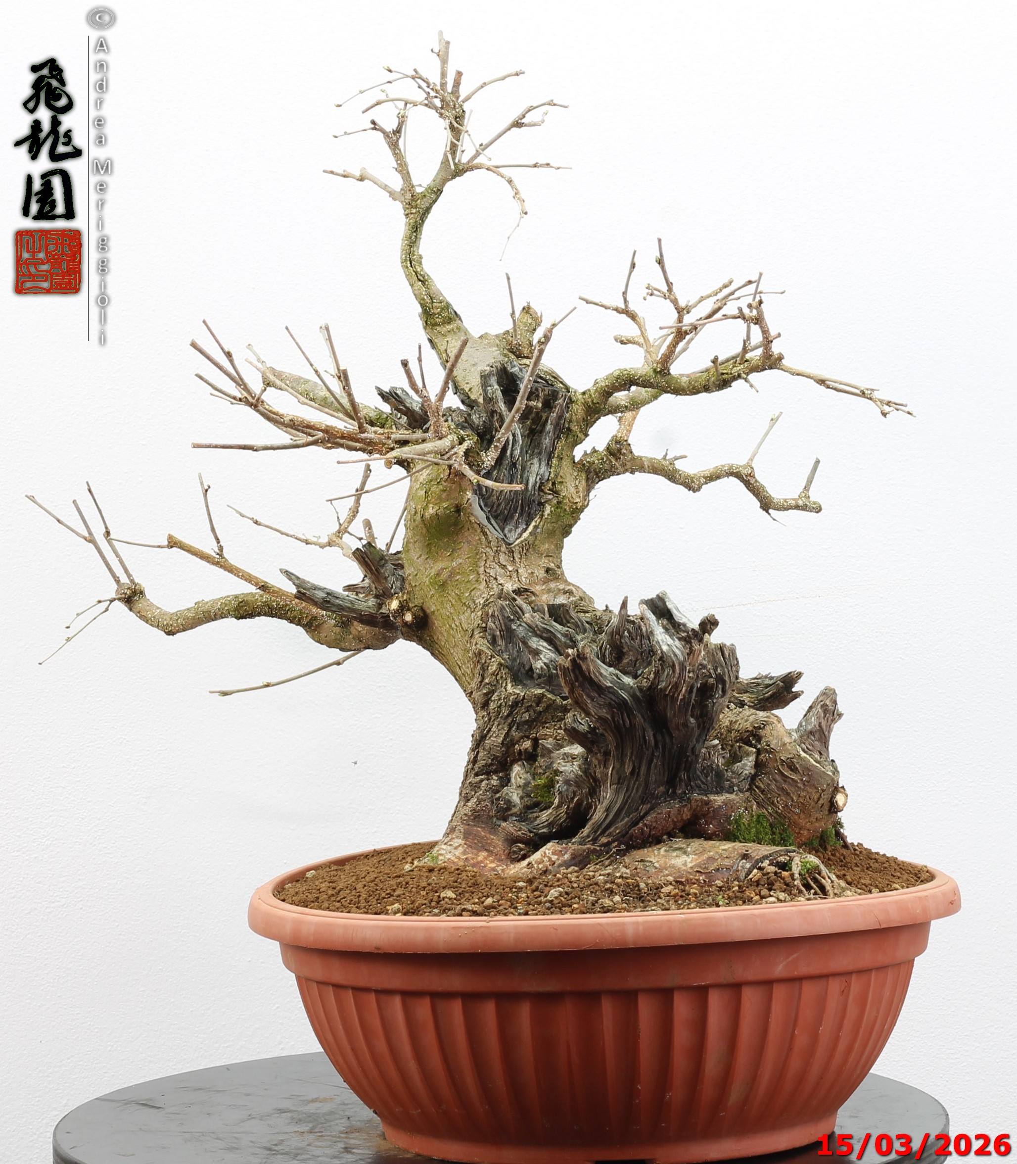 Morus nigra - Image 5