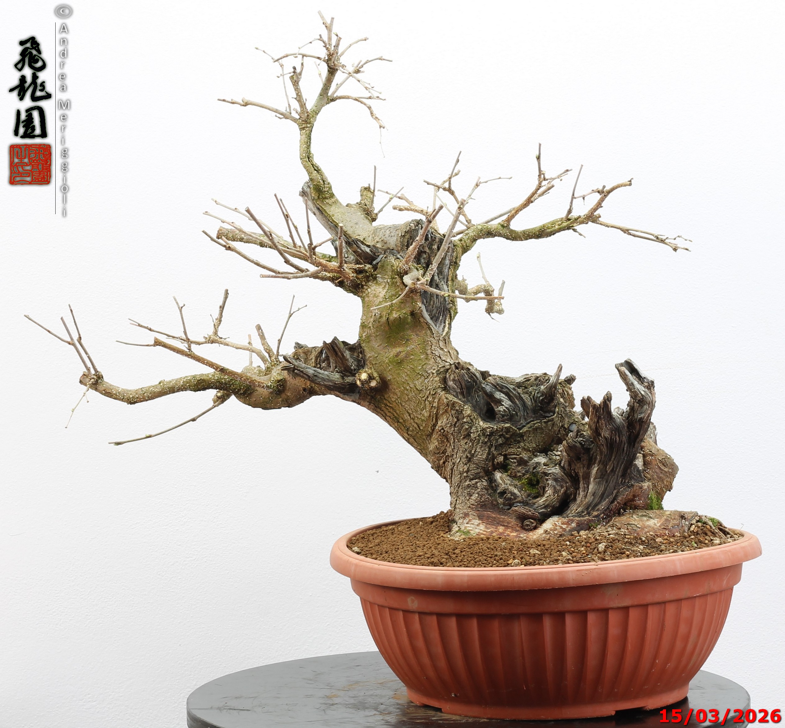 Morus nigra - Image 4