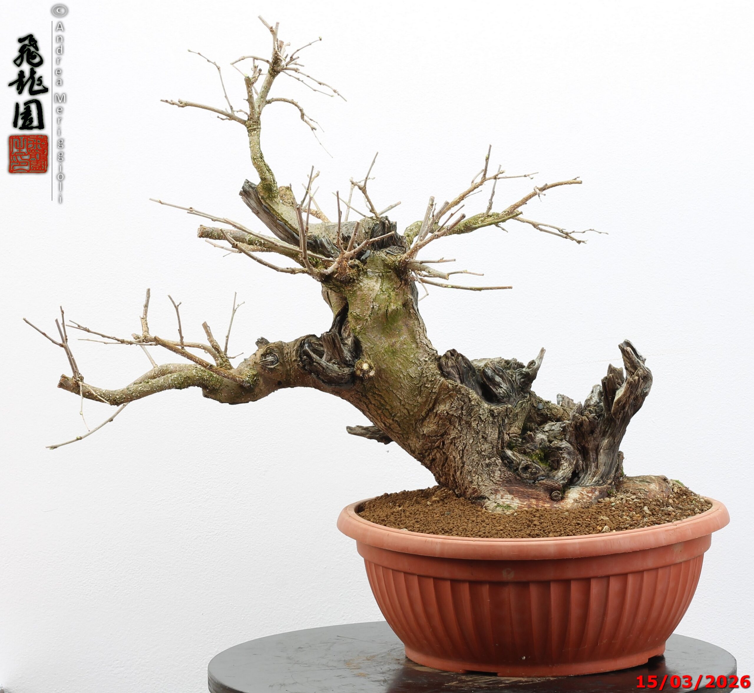 Morus nigra - Image 3