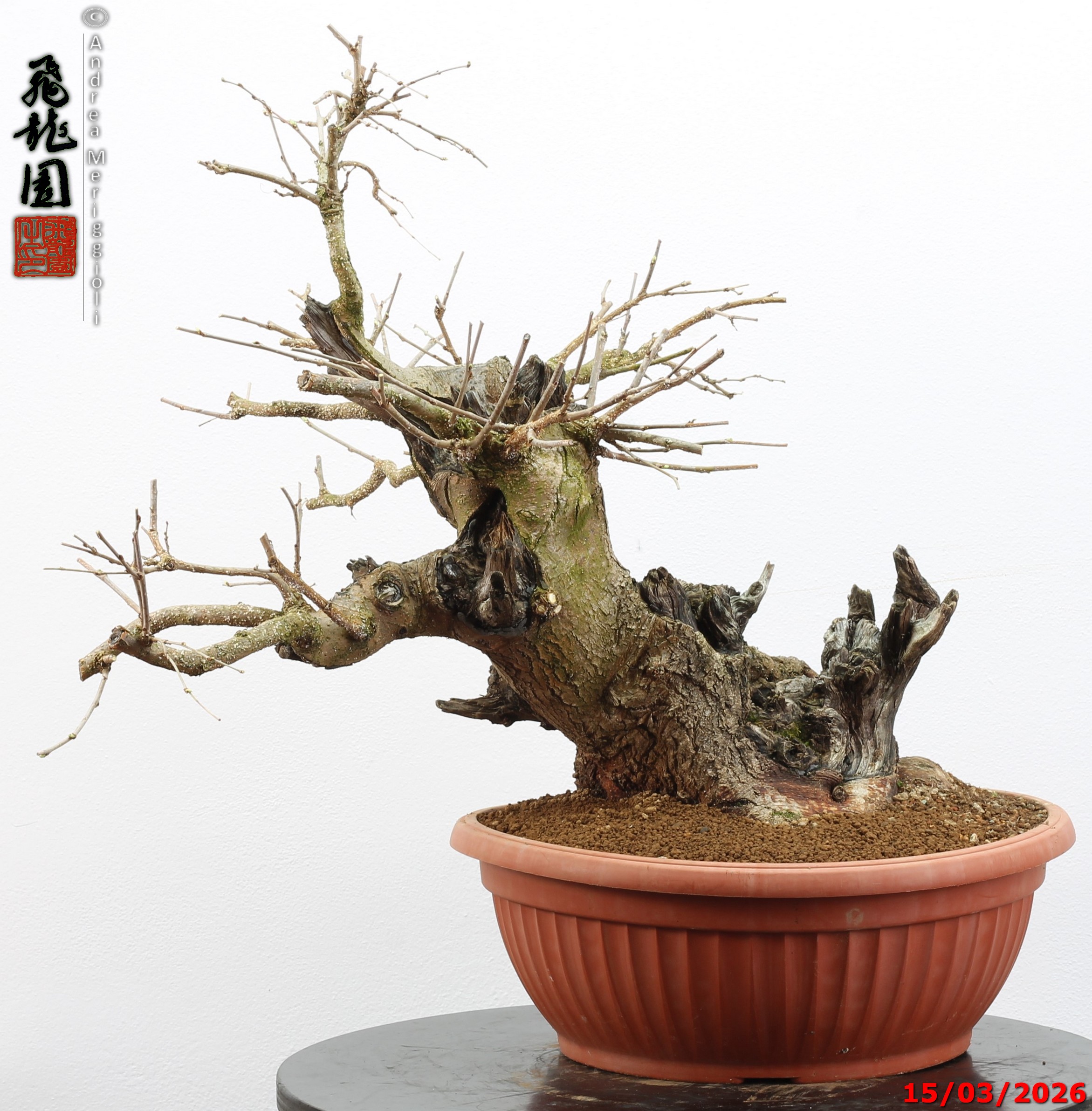Morus nigra - Image 2