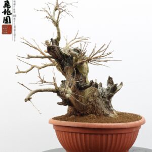 Morus nigra