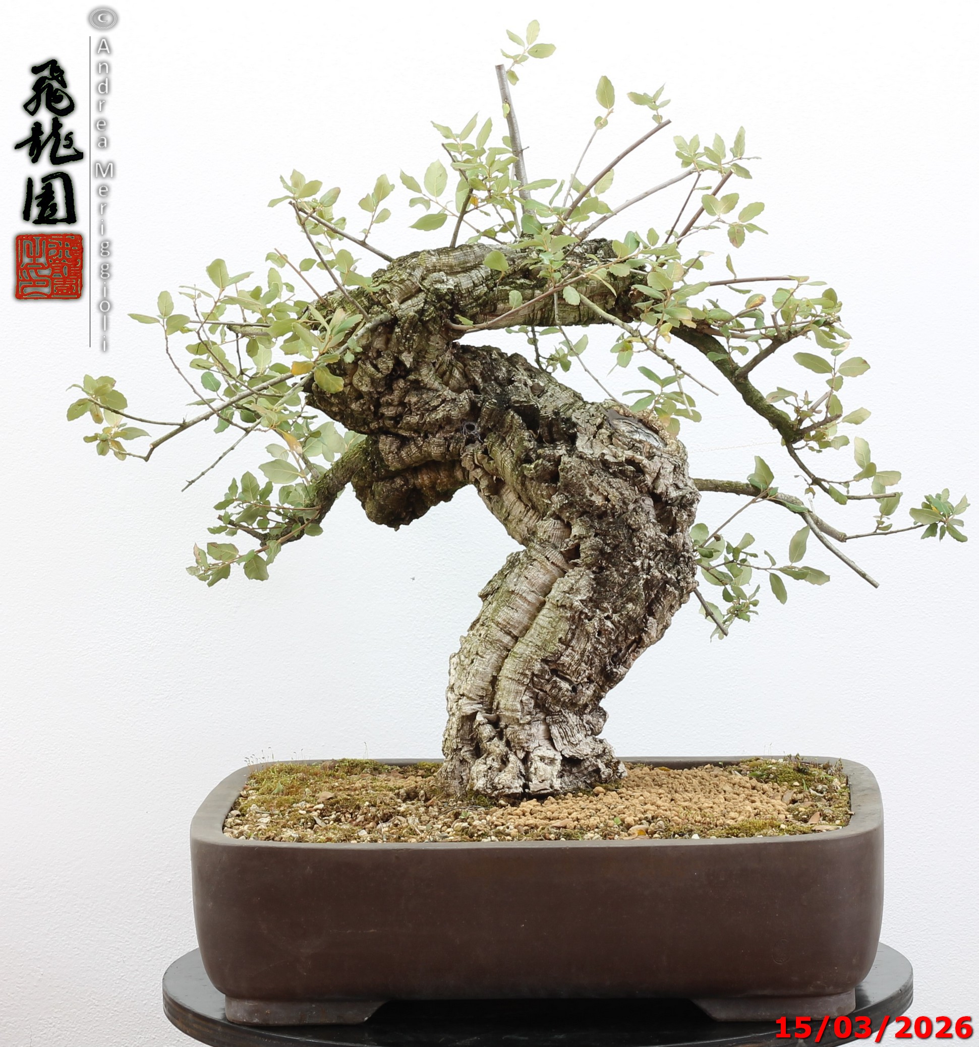 Quercus suber - Image 14
