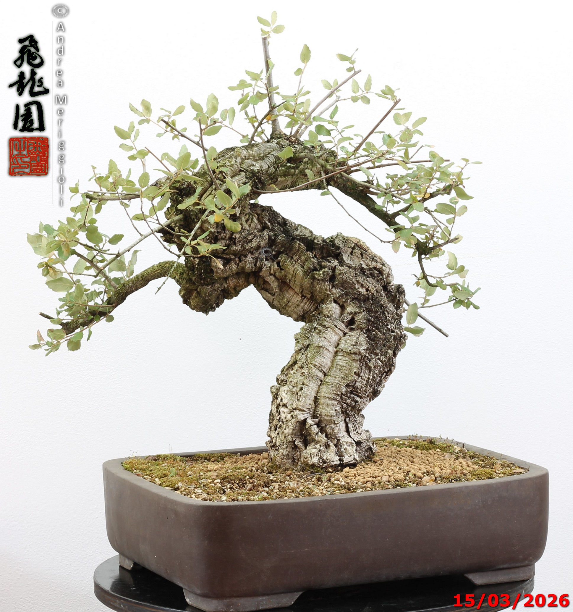 Quercus suber - Image 13