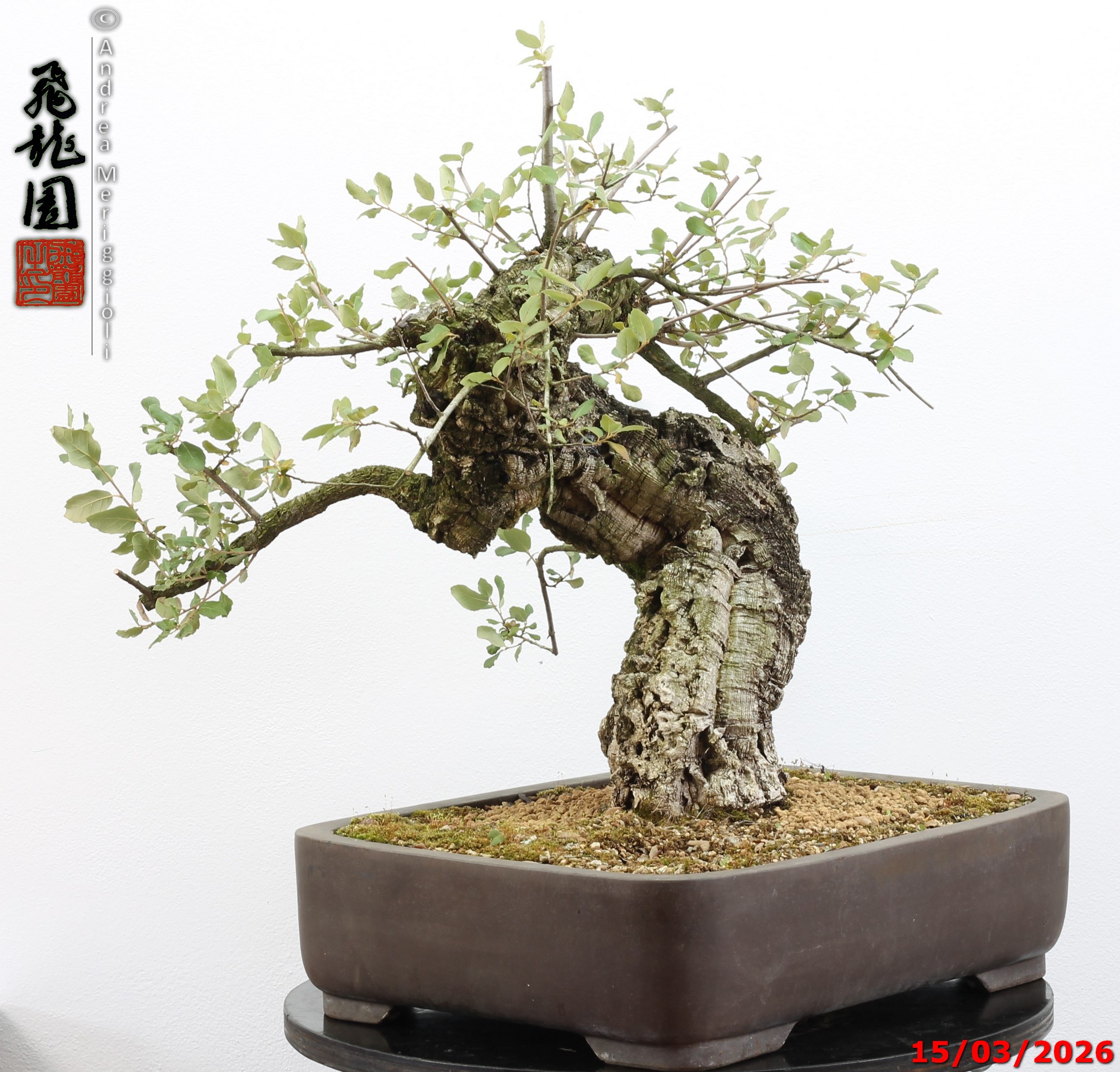 Quercus suber - Image 12