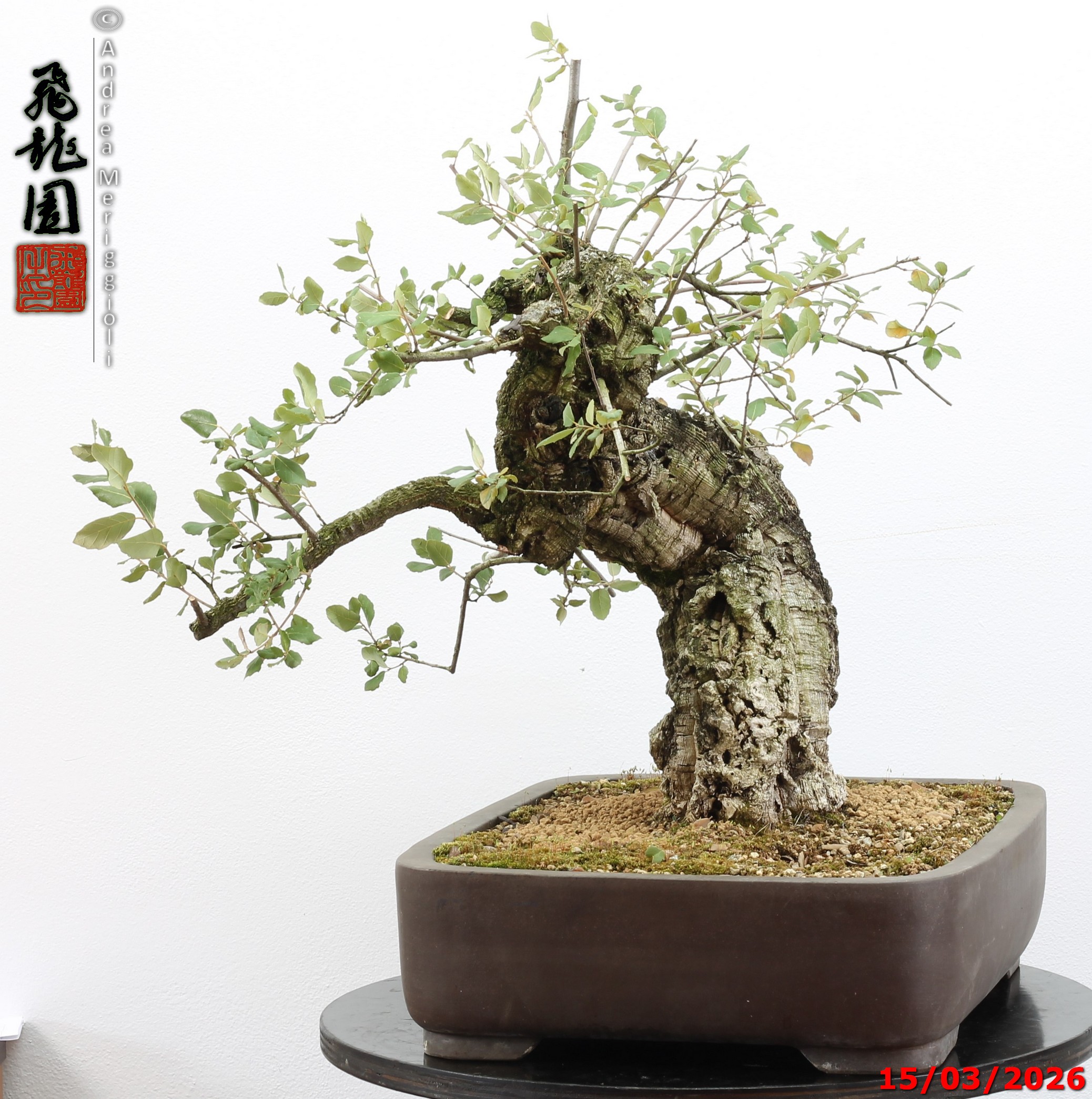 Quercus suber - Image 11