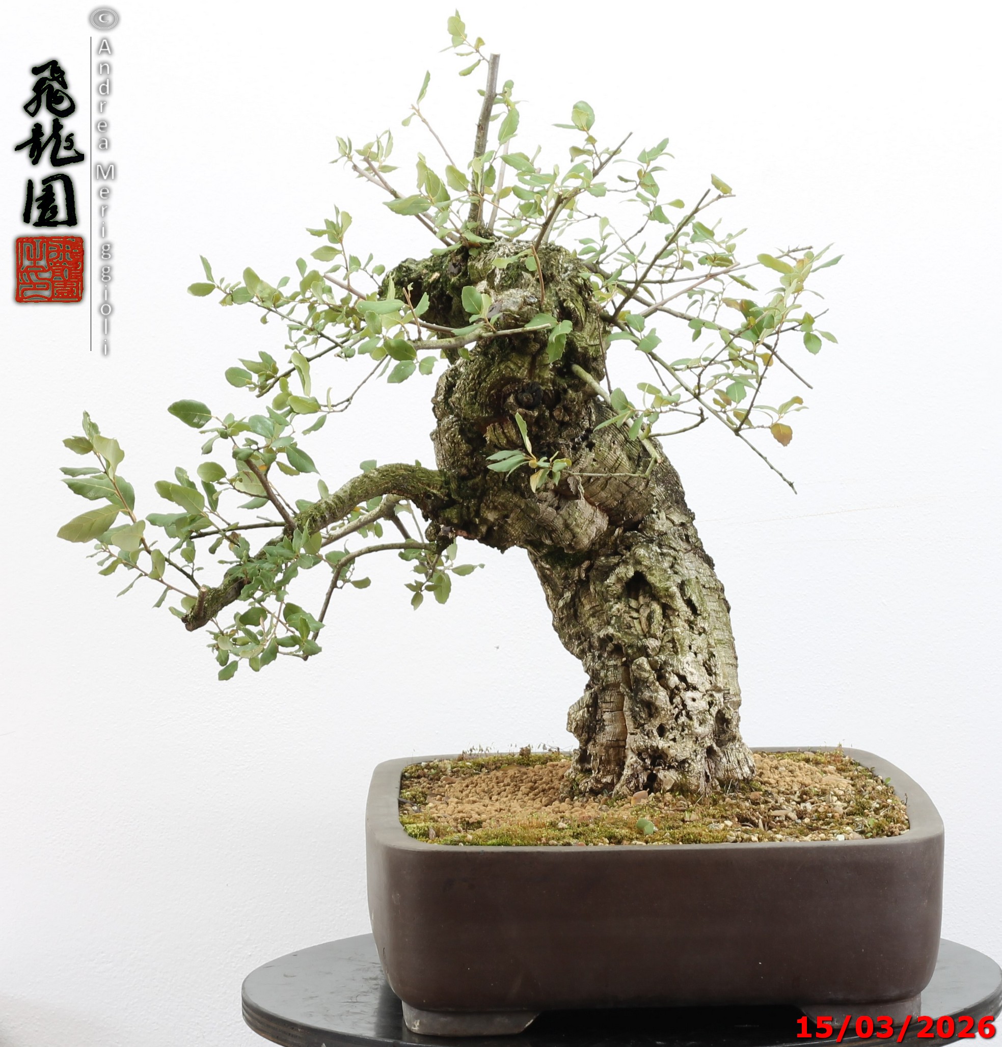 Quercus suber - Image 10