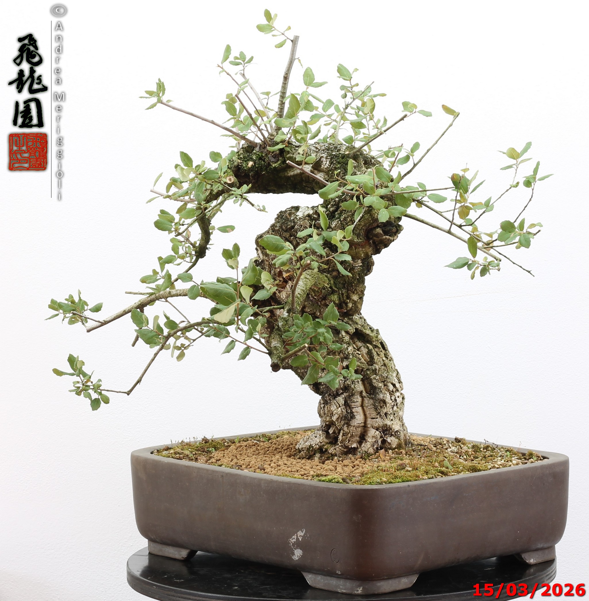 Quercus suber - Image 9