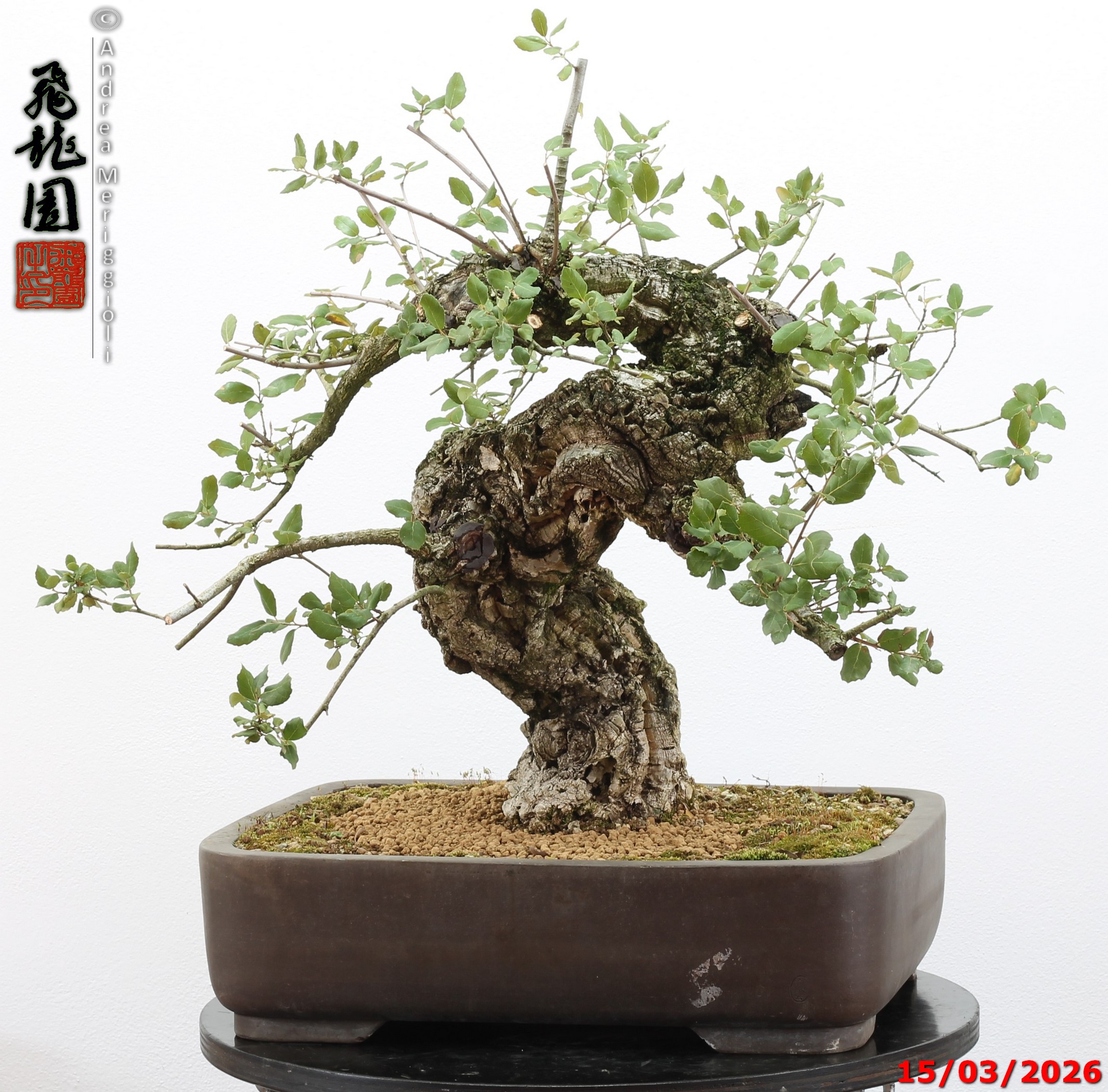 Quercus suber - Image 8
