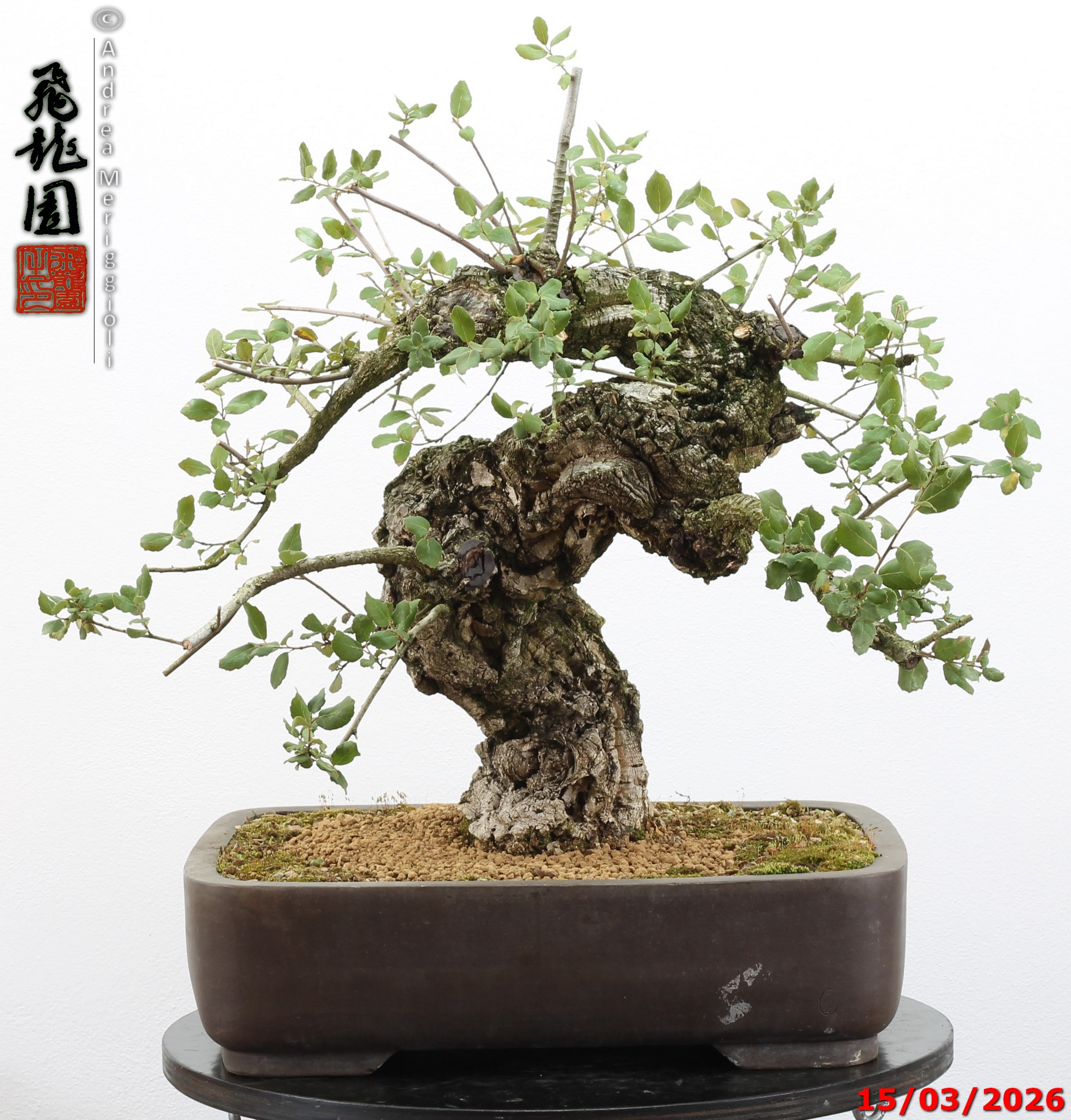 Quercus suber - Image 7